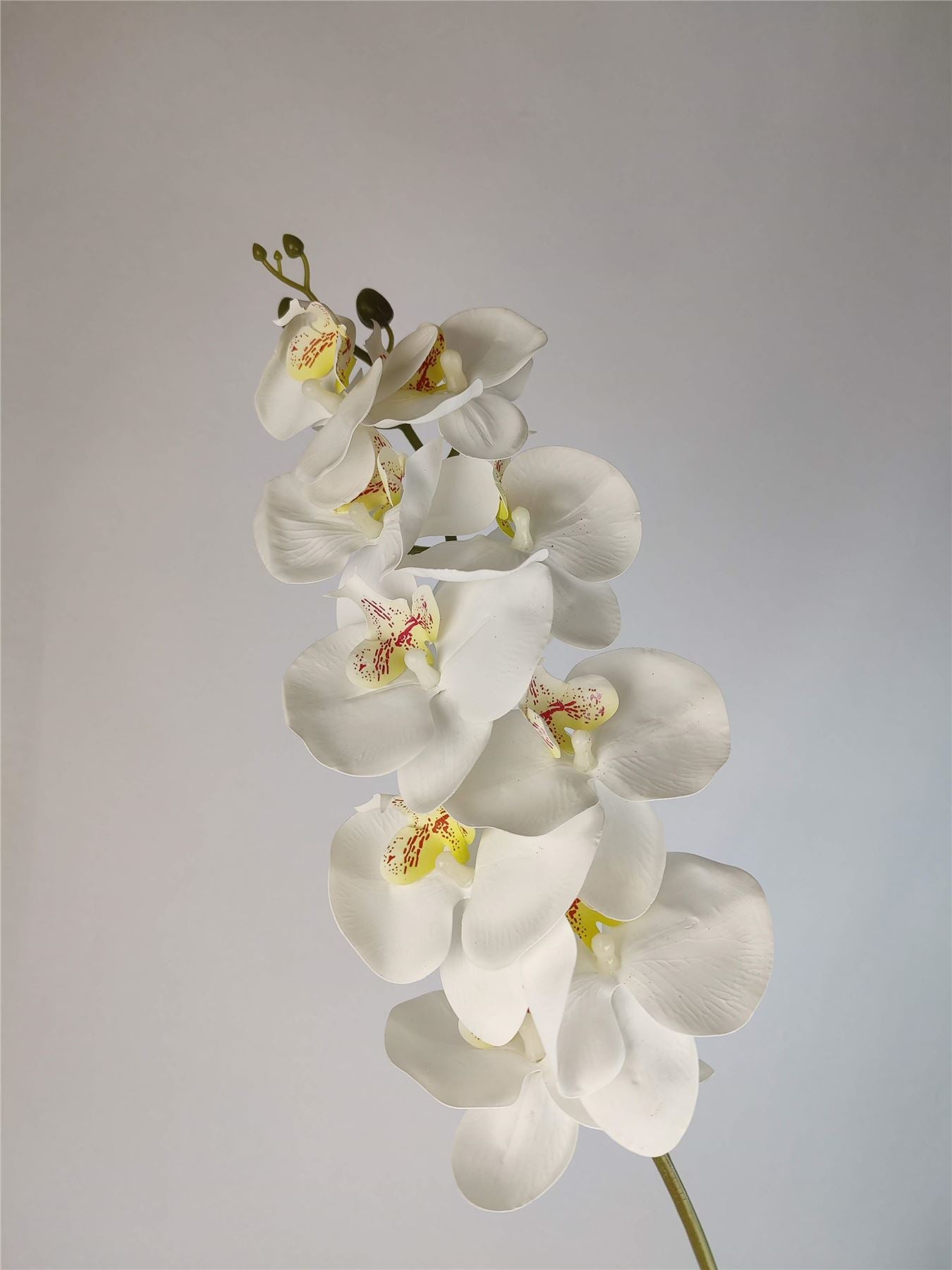 Luxury Single Ivory Orchid