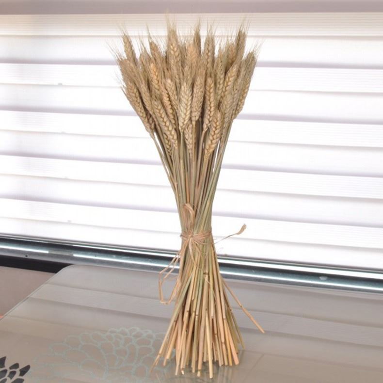 Bunch of Real Dried Wheat Stems