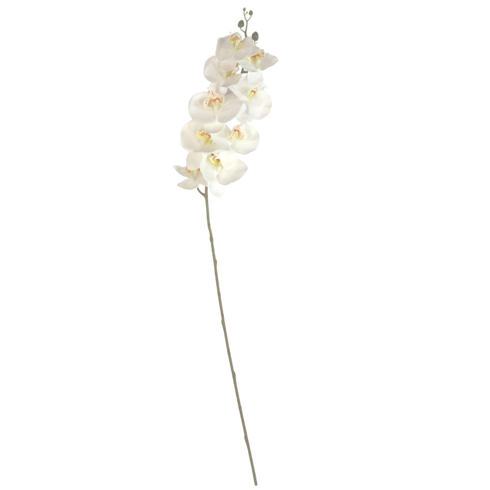 Luxury Single Ivory Orchid