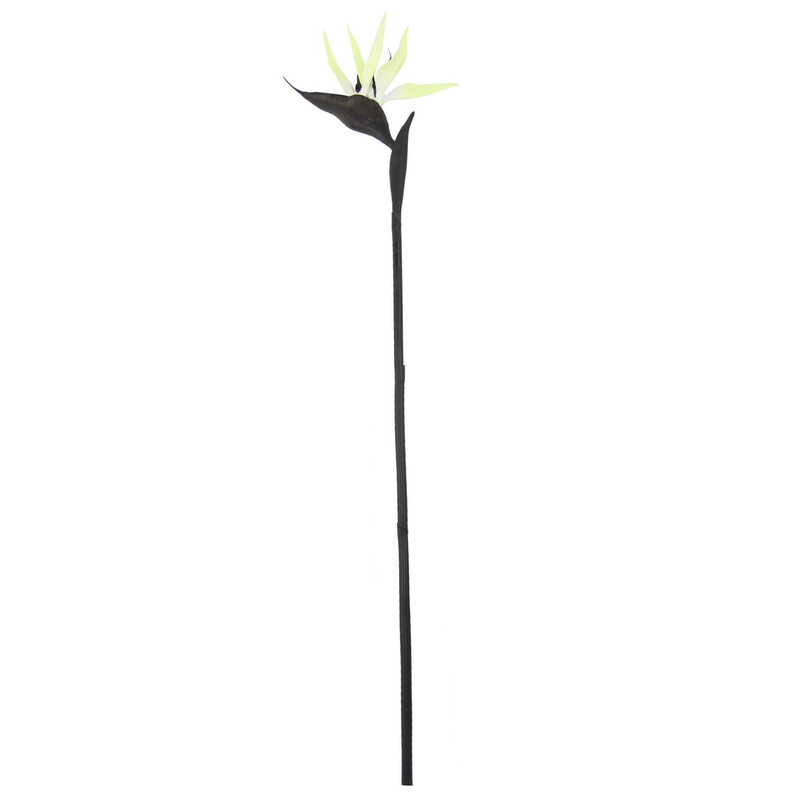 Large Bird of Paradise Tropical Flower