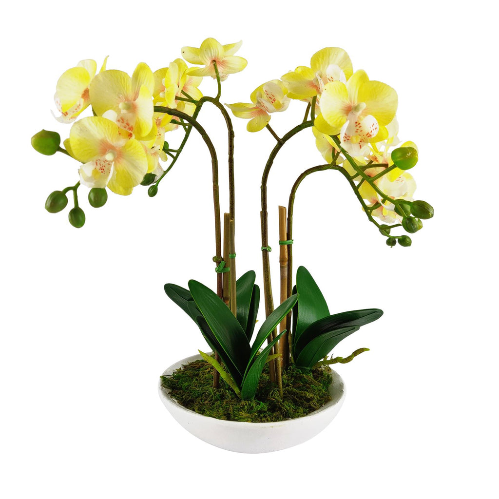 Pre-Potted Real Touch Orchid Plants