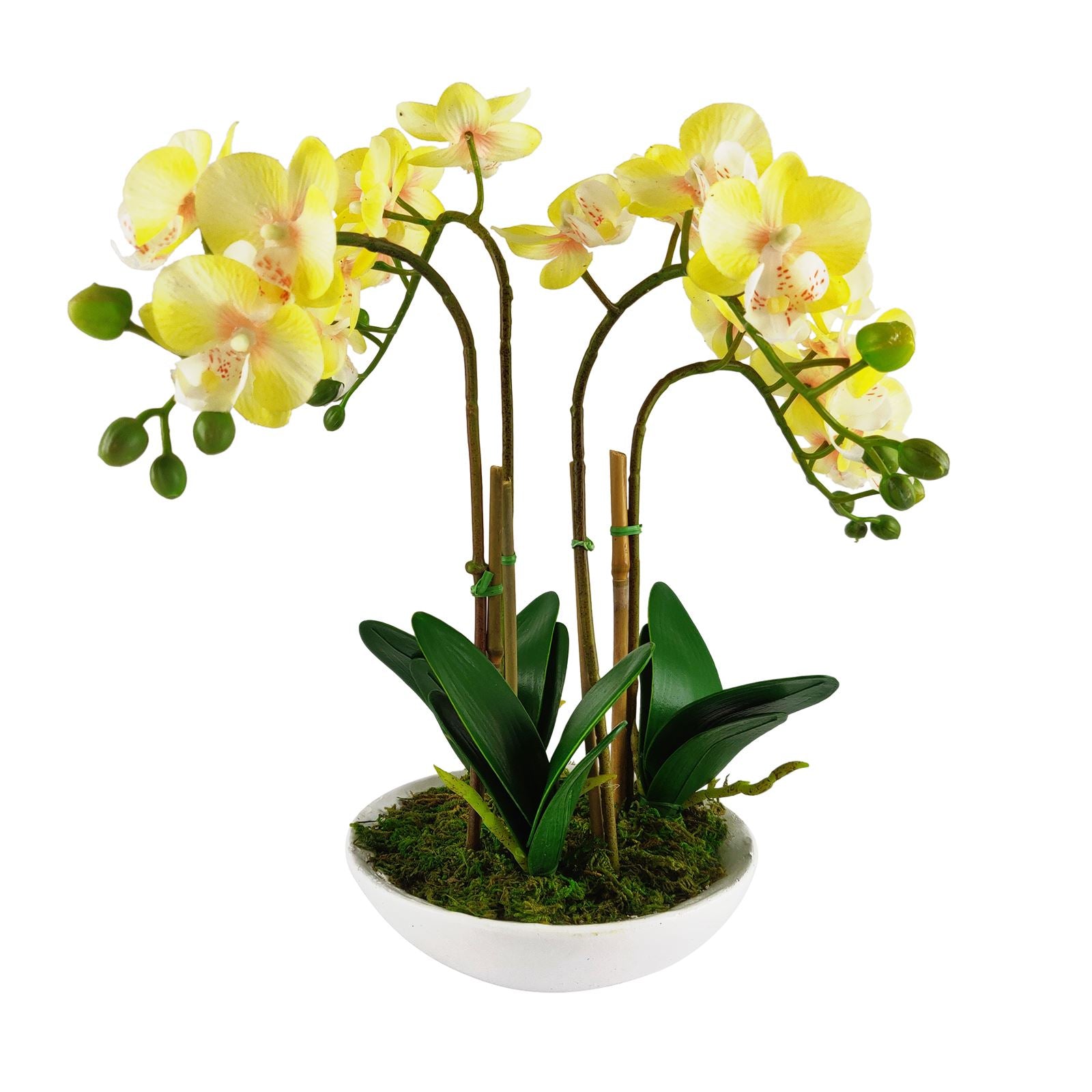 Pre-Potted Real Touch Orchid Plants