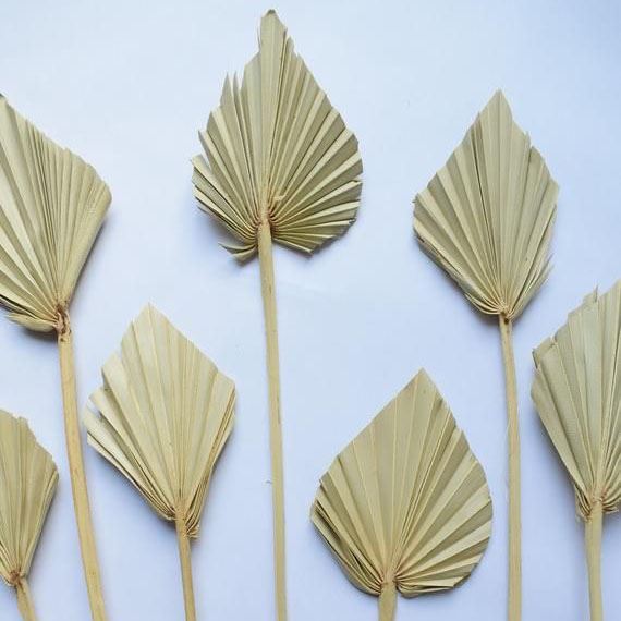 Natural Dried Palm Spears - Fans Leaves Dried Leaf Decoration