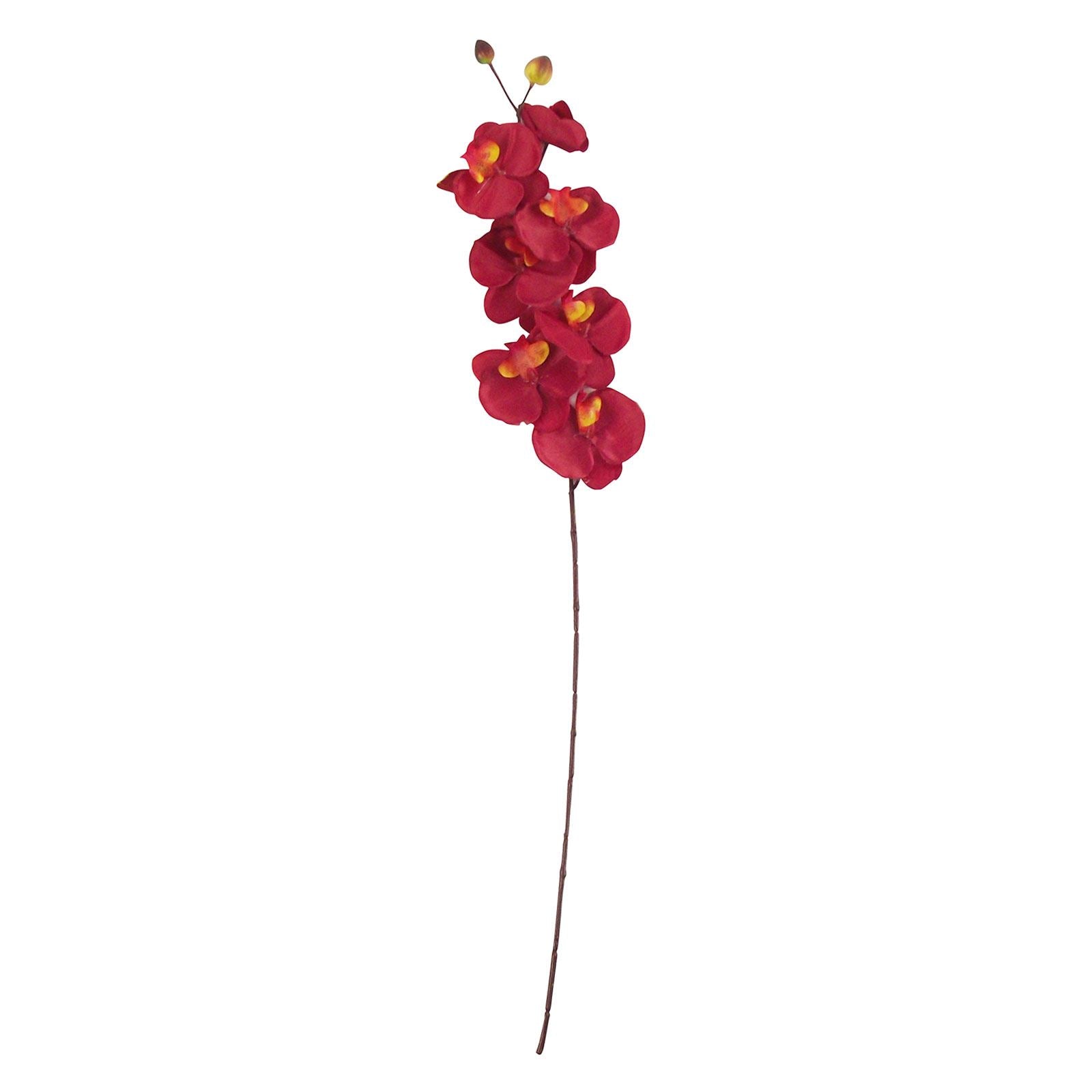 Long Stemmed Eco Orchid Stem