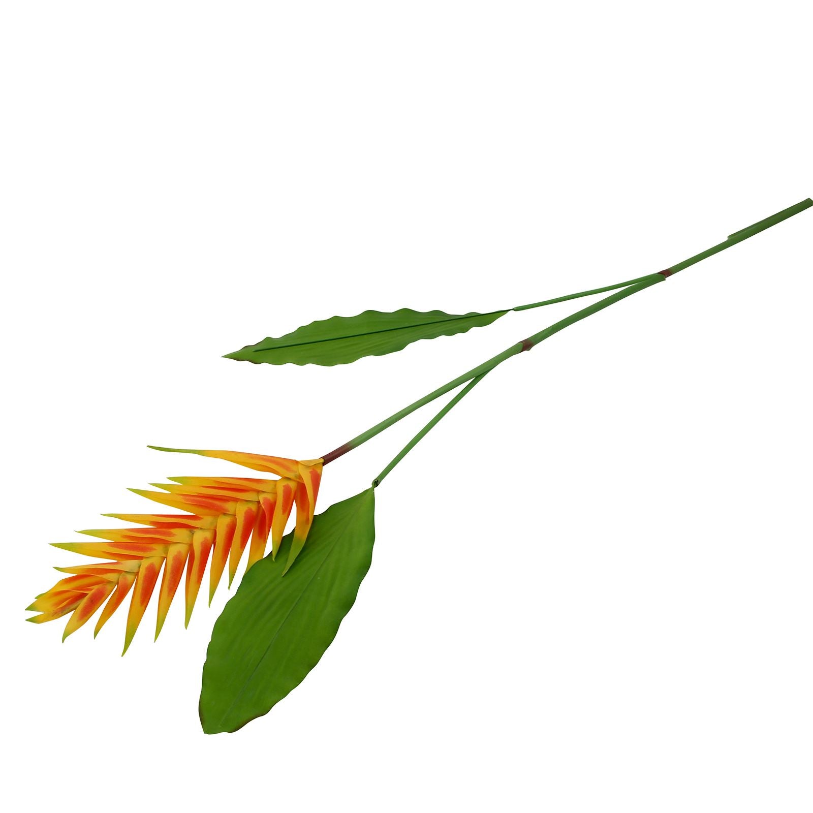 Large Tropical Heliconia Flower Stem