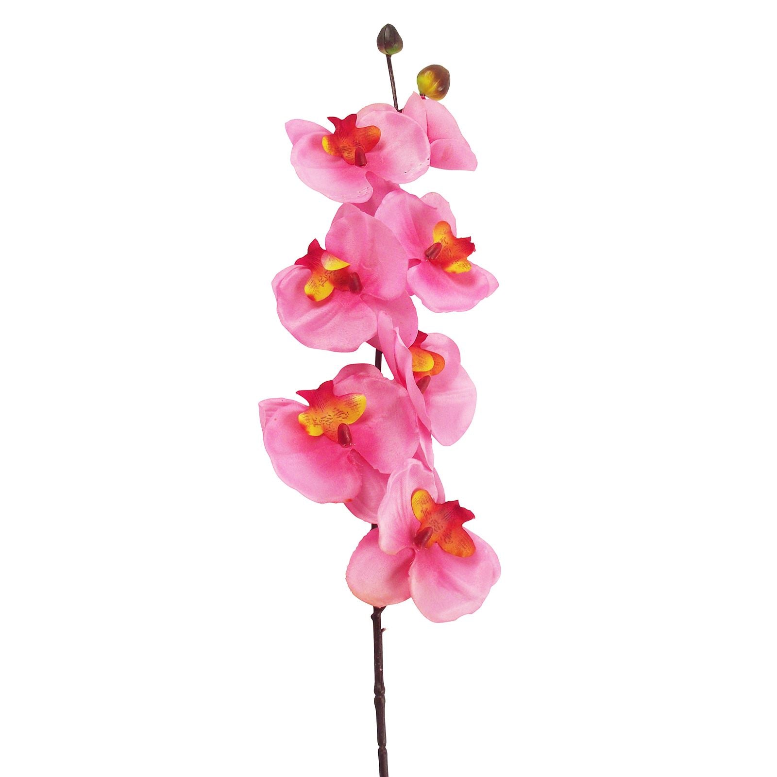 Long Stemmed Eco Orchid Stem