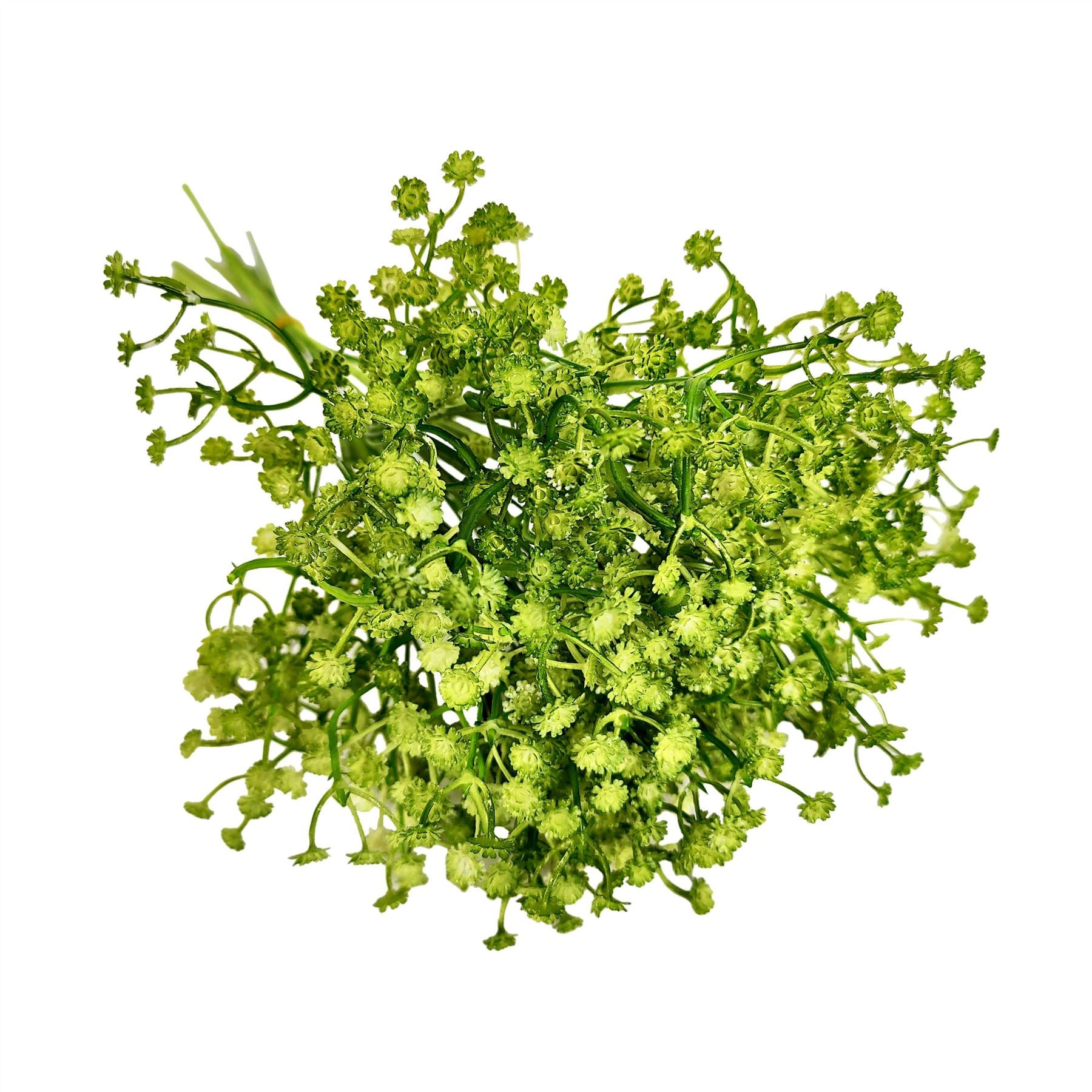 Coloured Gypsophila Sprays
