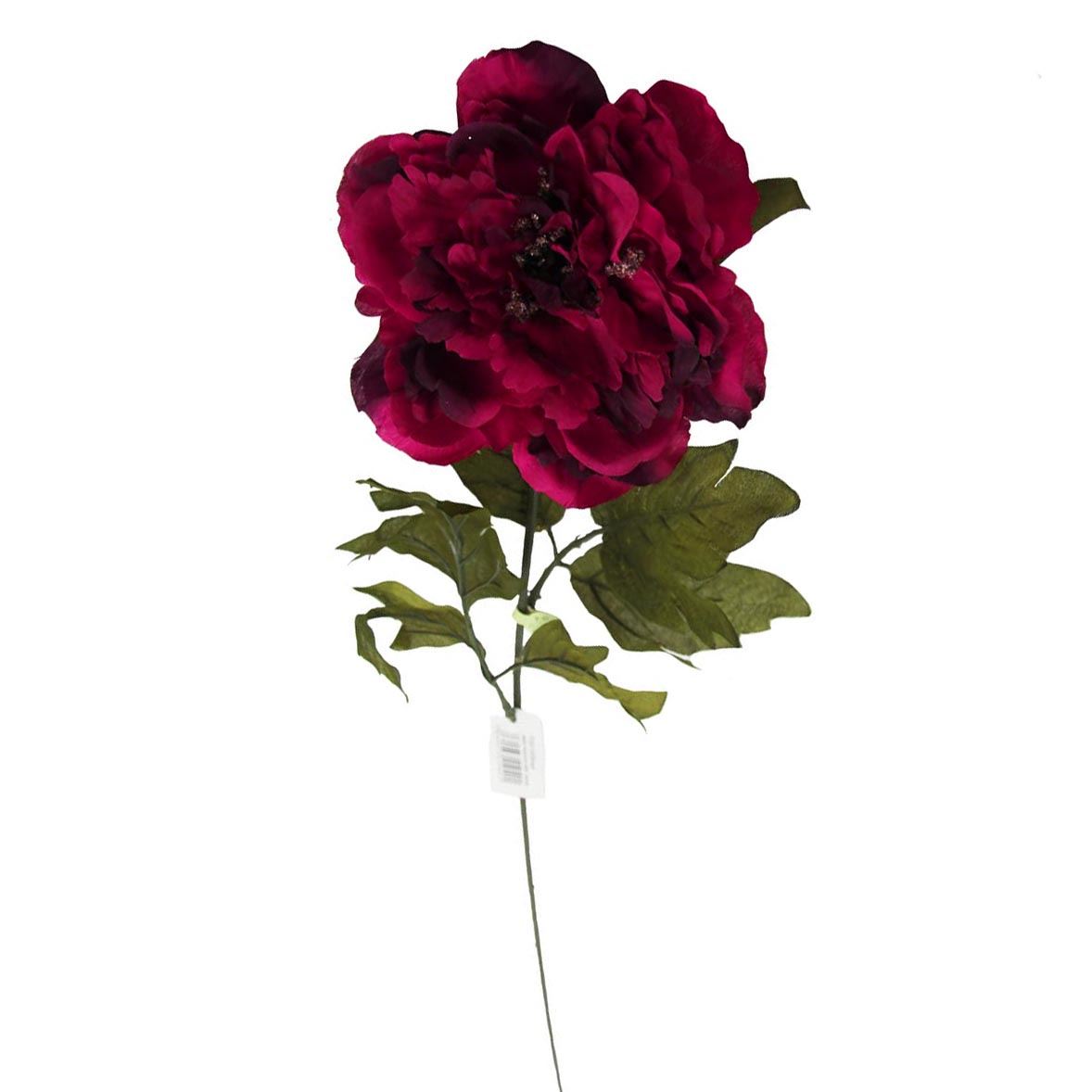 Single Large Open Peony