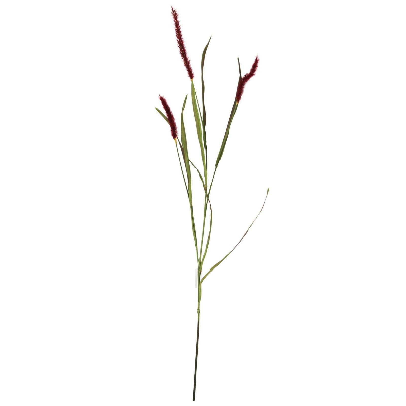 Burgundy Wolftail Stem