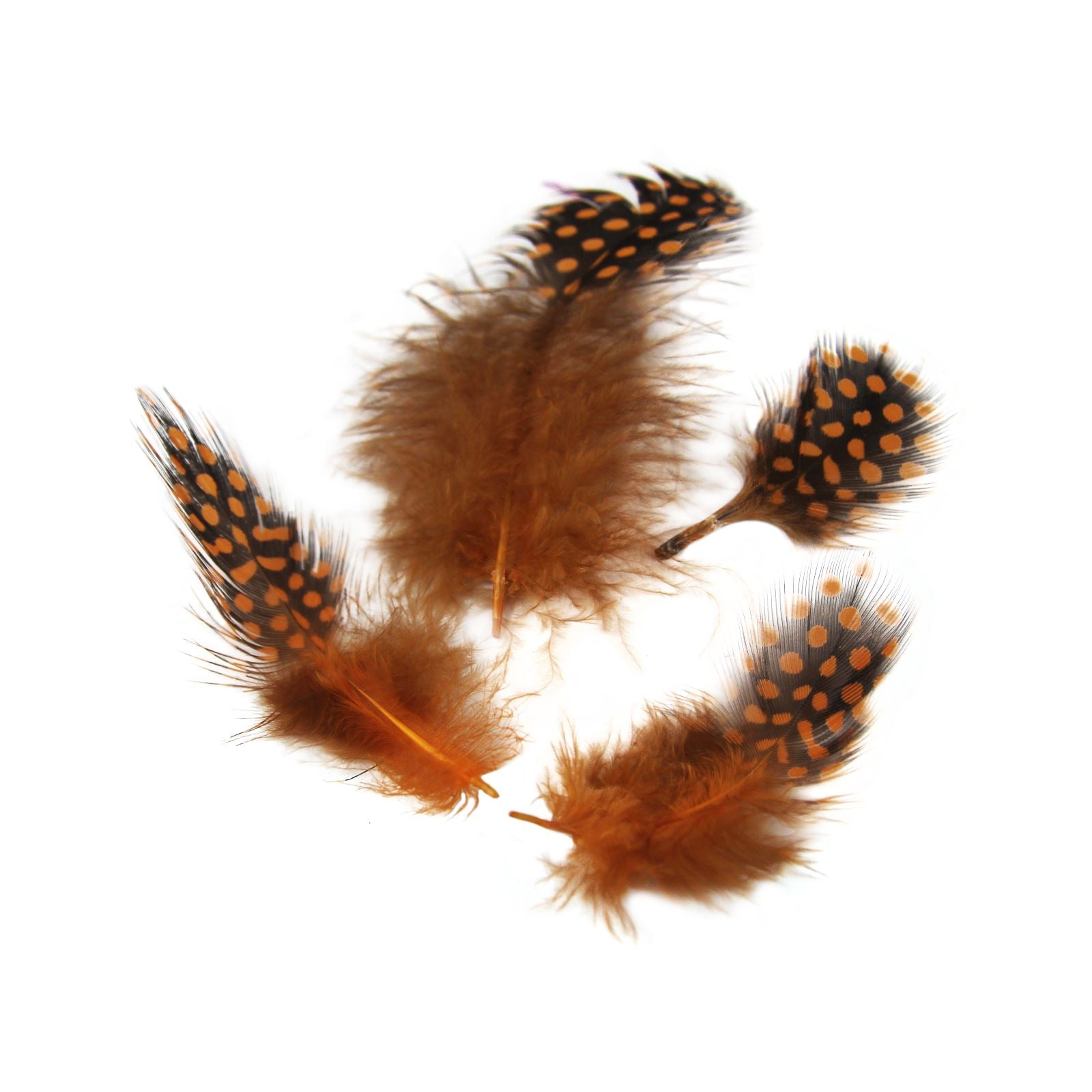 Spotted Guinea Fowl Feathers