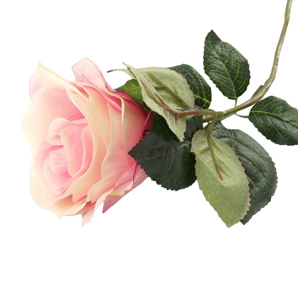 Premium Single Open Rose