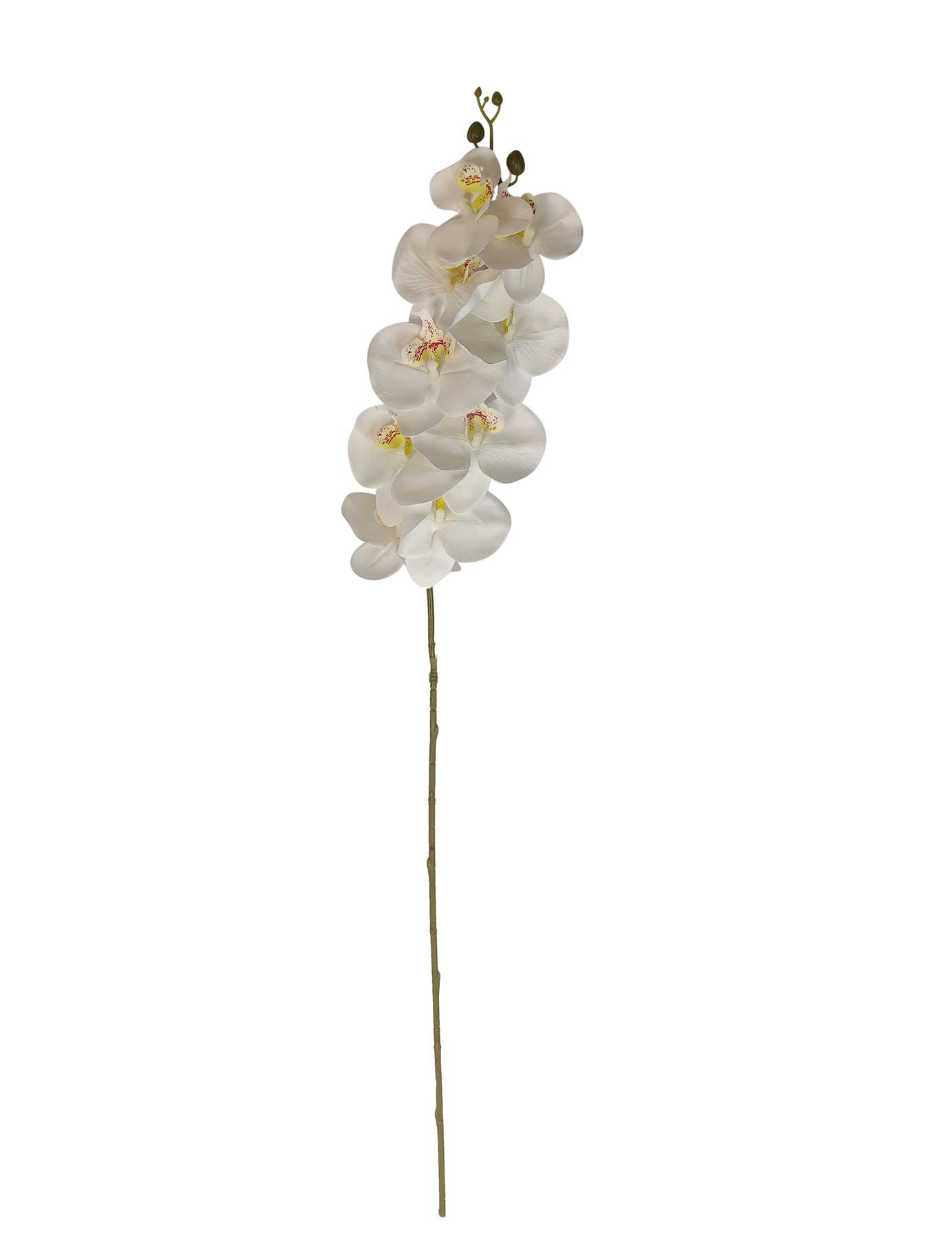 Luxury Single Ivory Orchid