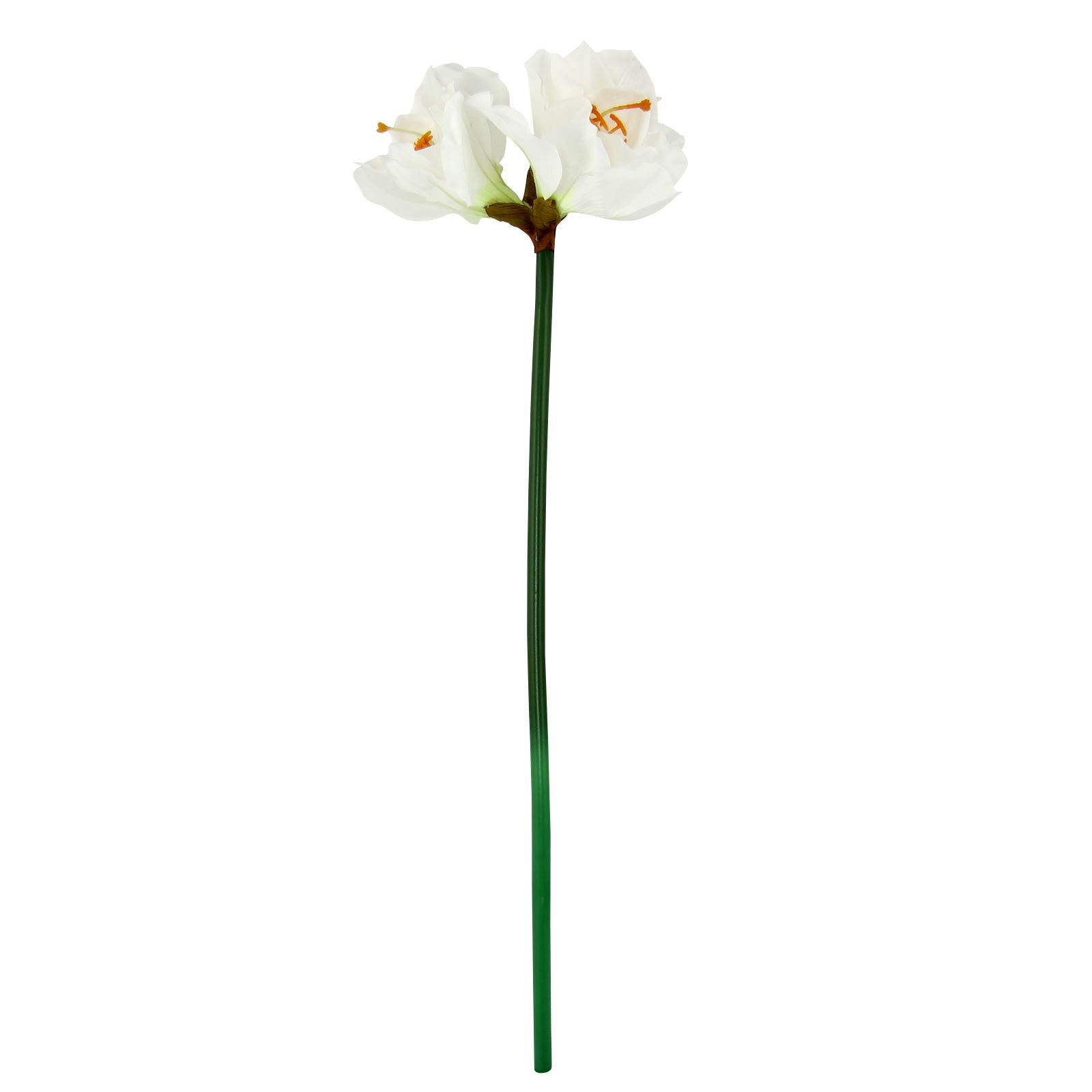 Large Amaryllis Flower Tropical Stem