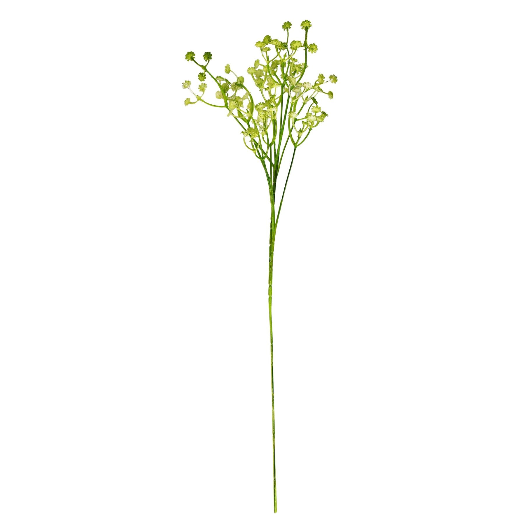 Coloured Gypsophila Sprays