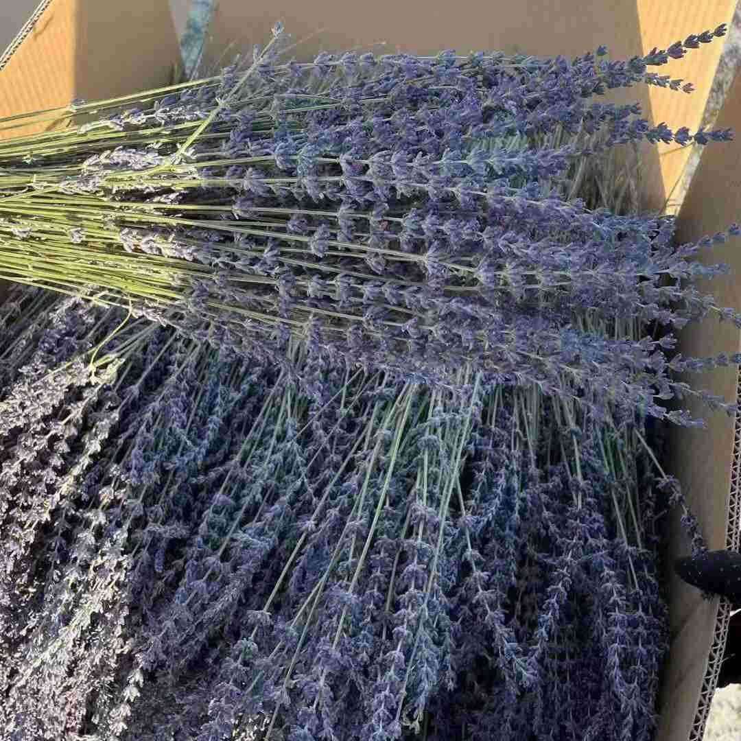 Dried Lavender Stems