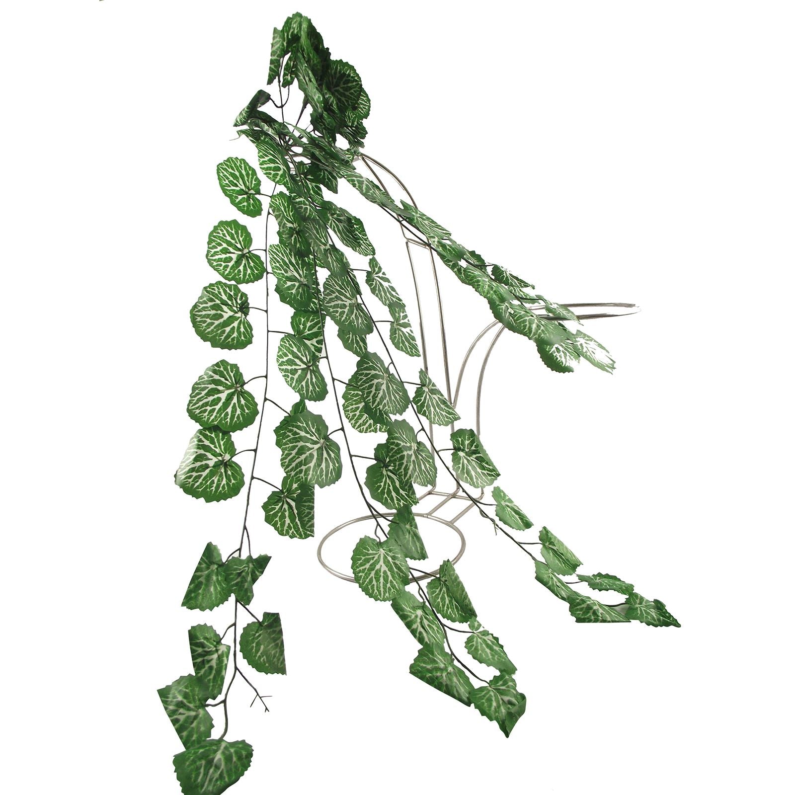 Thick Trailing Ivy Pick