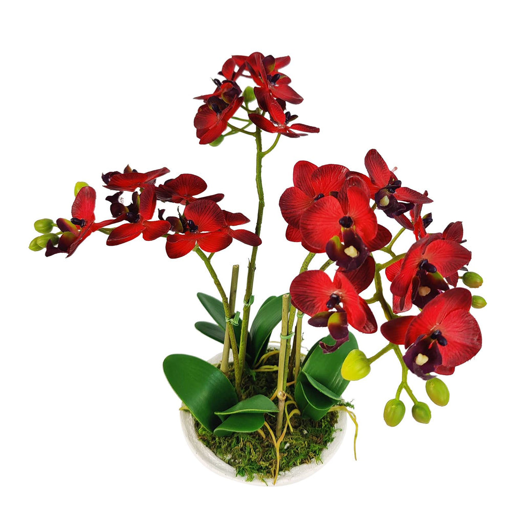 Pre-Potted Real Touch Orchid Plants