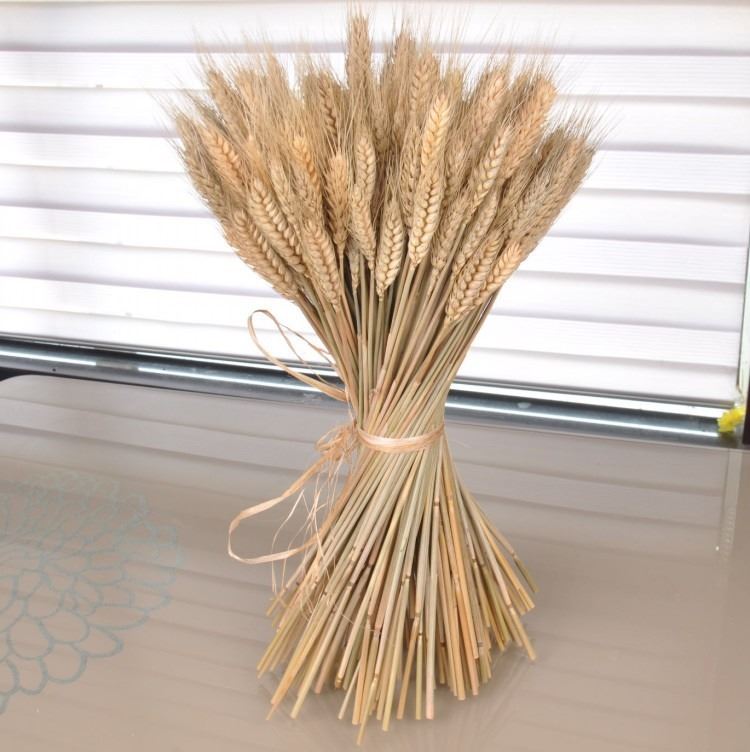 Bunch of Real Dried Wheat Stems