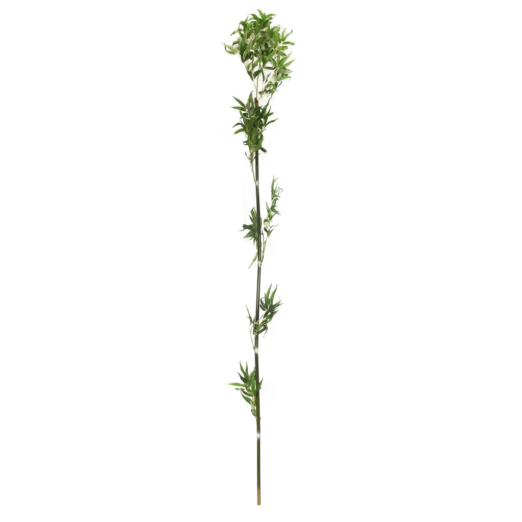 Set of 5 Sprouting Bamboo