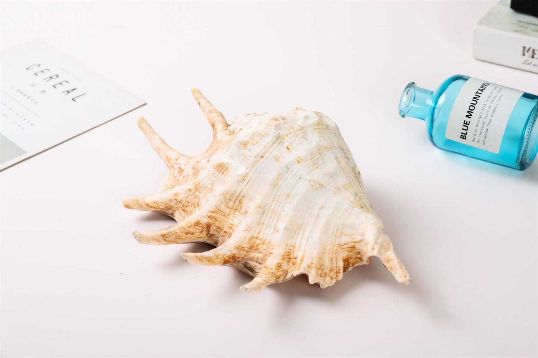 Giant Conch Shell