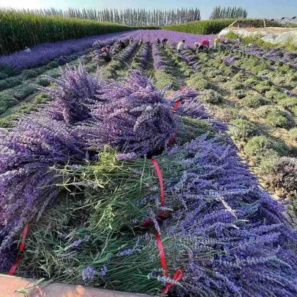 Dried Lavender Stems