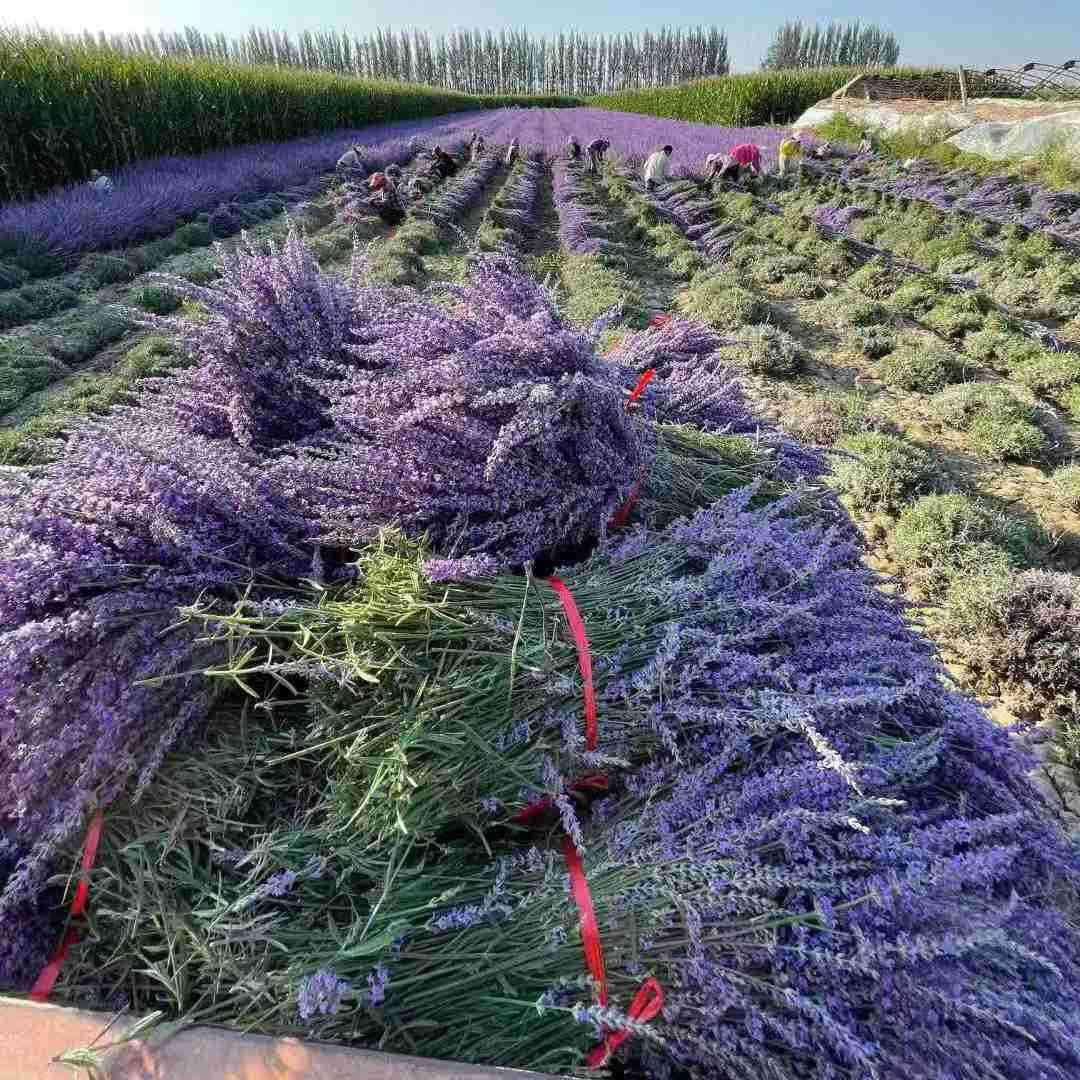 Dried Lavender Stems