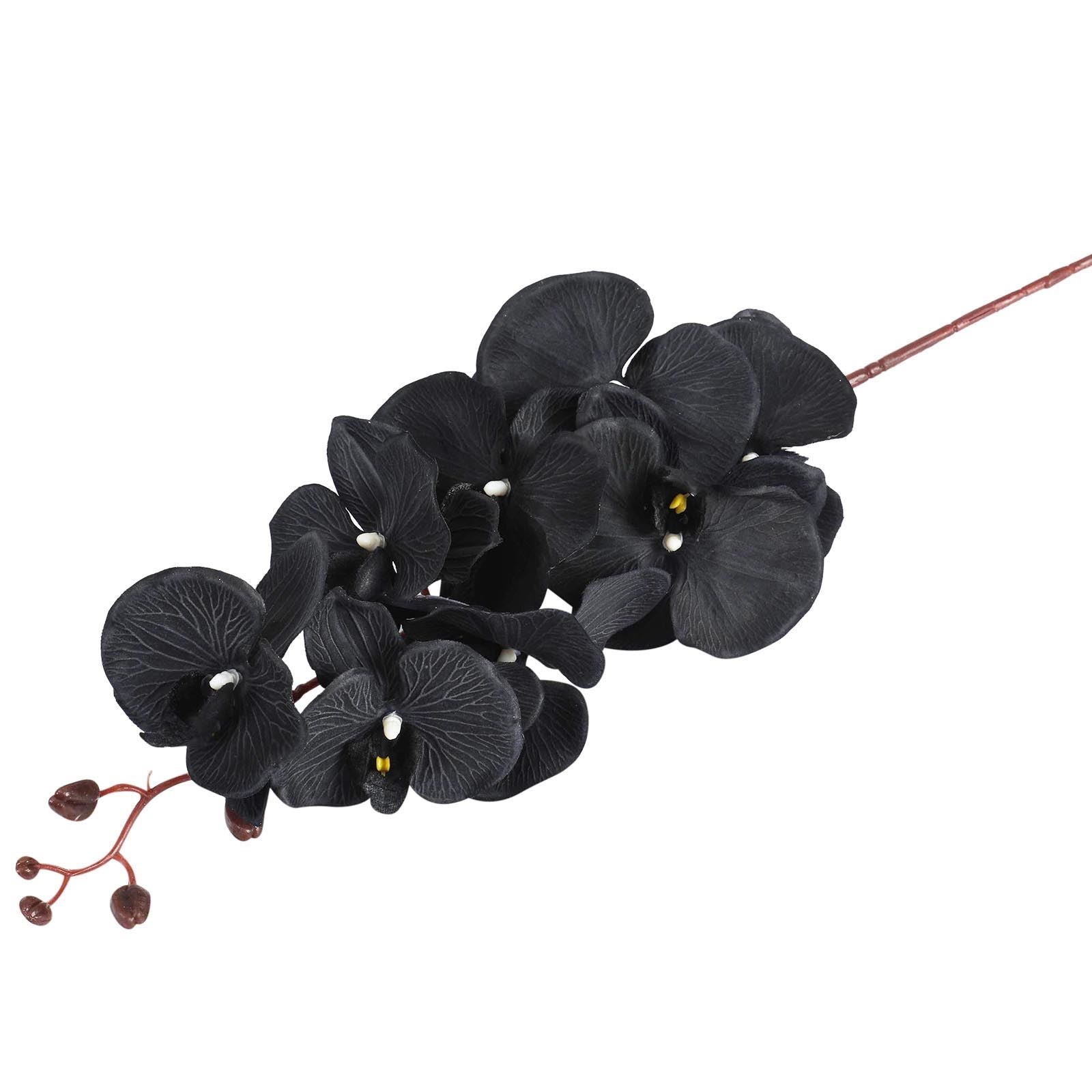 Premium Modern Large Orchid