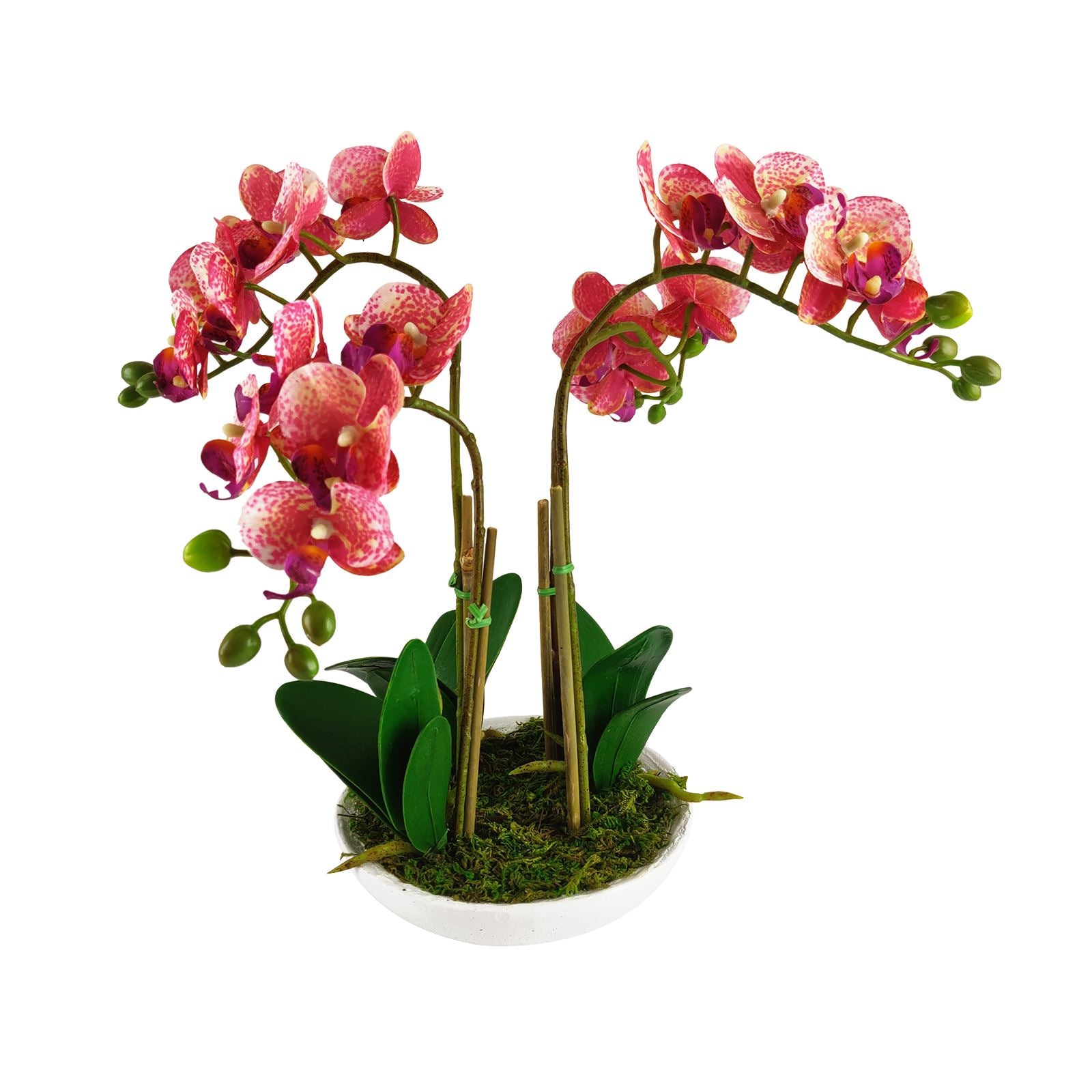 Pre-Potted Real Touch Orchid Plants