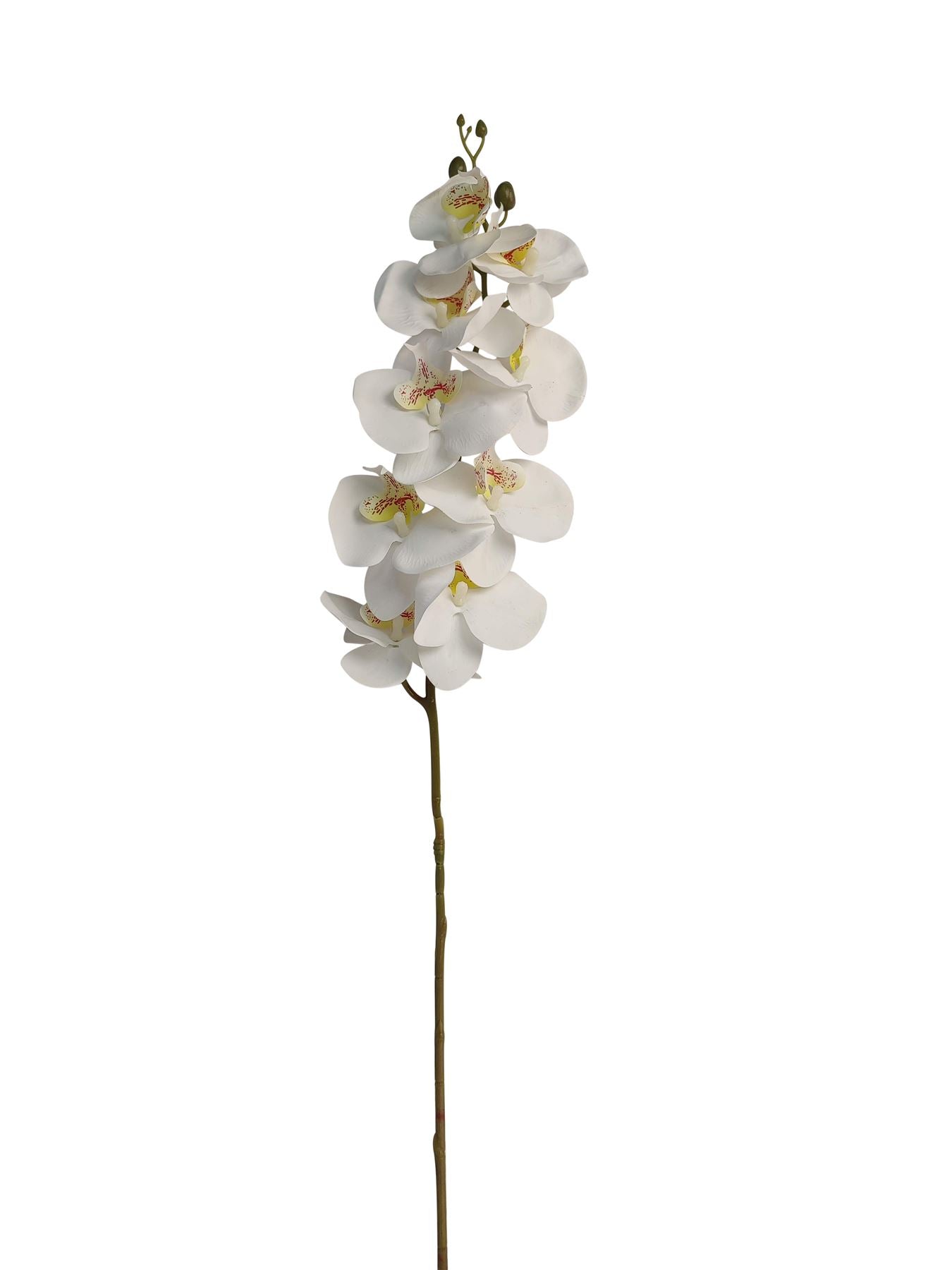 Luxury Single Ivory Orchid