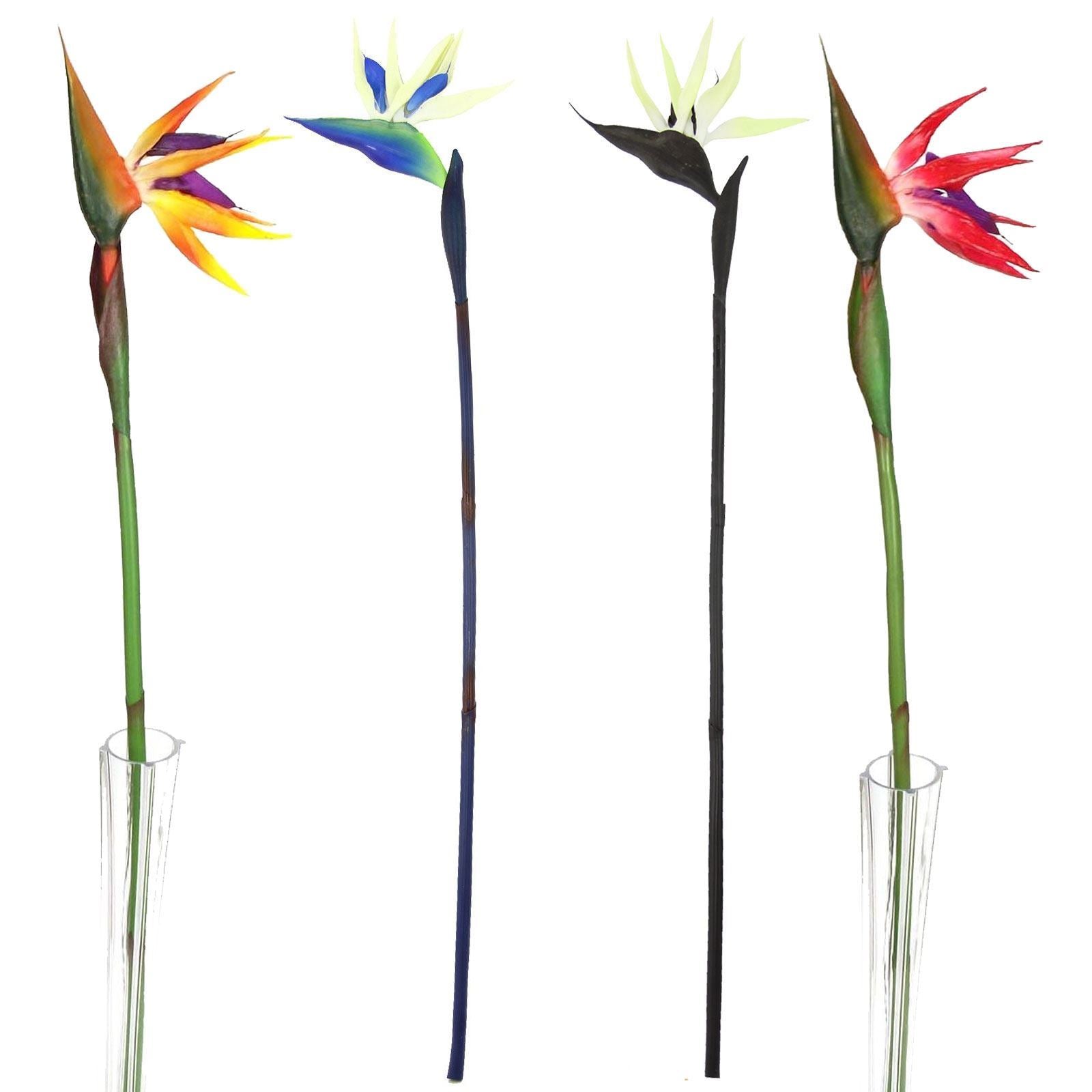 Large Bird of Paradise Tropical Flower