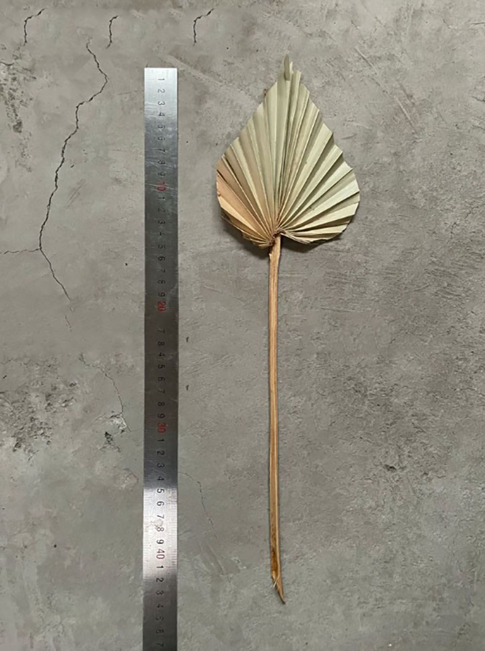 Natural Dried Palm Spears - Fans Leaves Dried Leaf Decoration