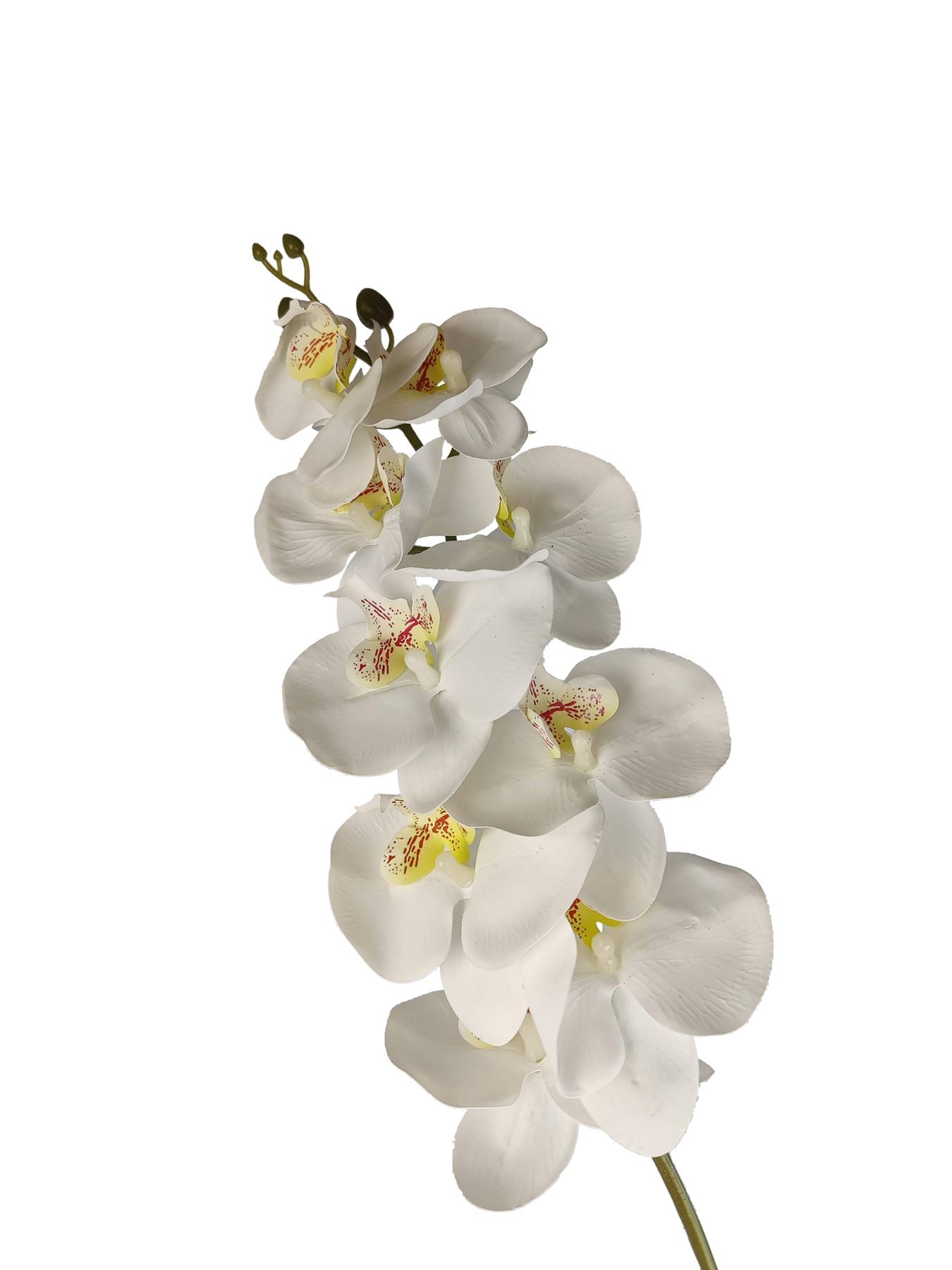 Luxury Single Ivory Orchid