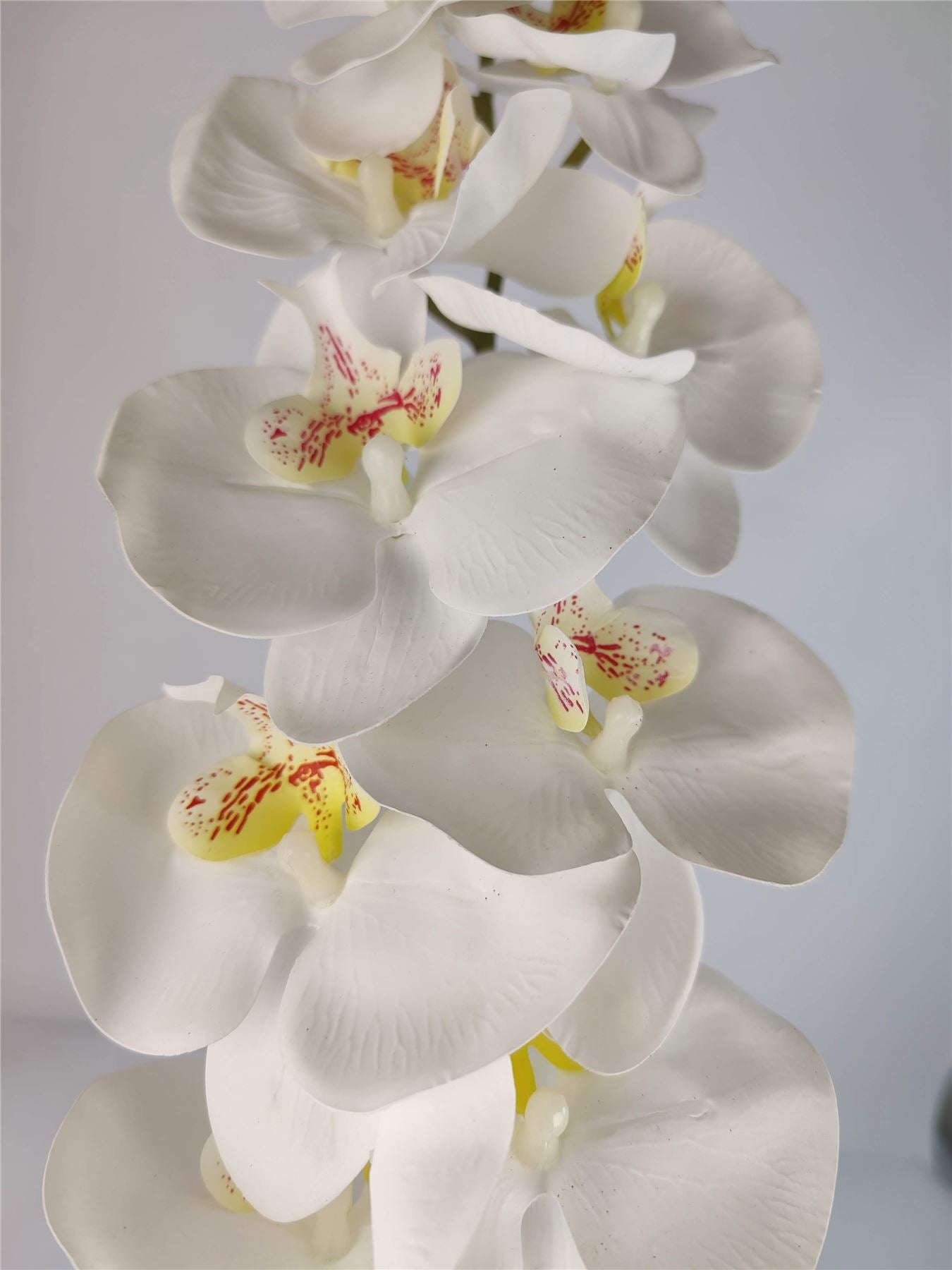 Luxury Single Ivory Orchid