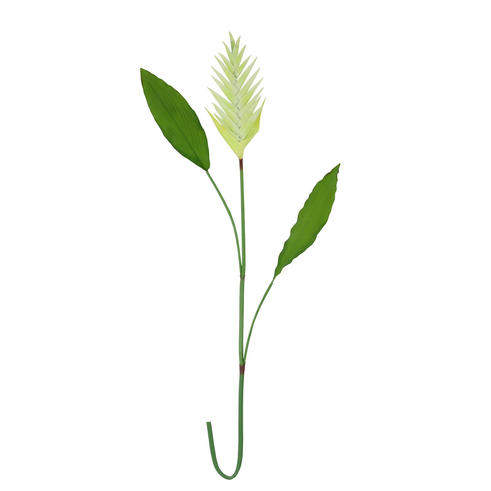 Large Tropical Heliconia Flower Stem