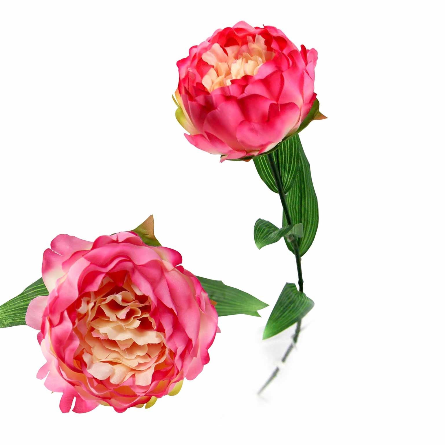 Single Large Peony