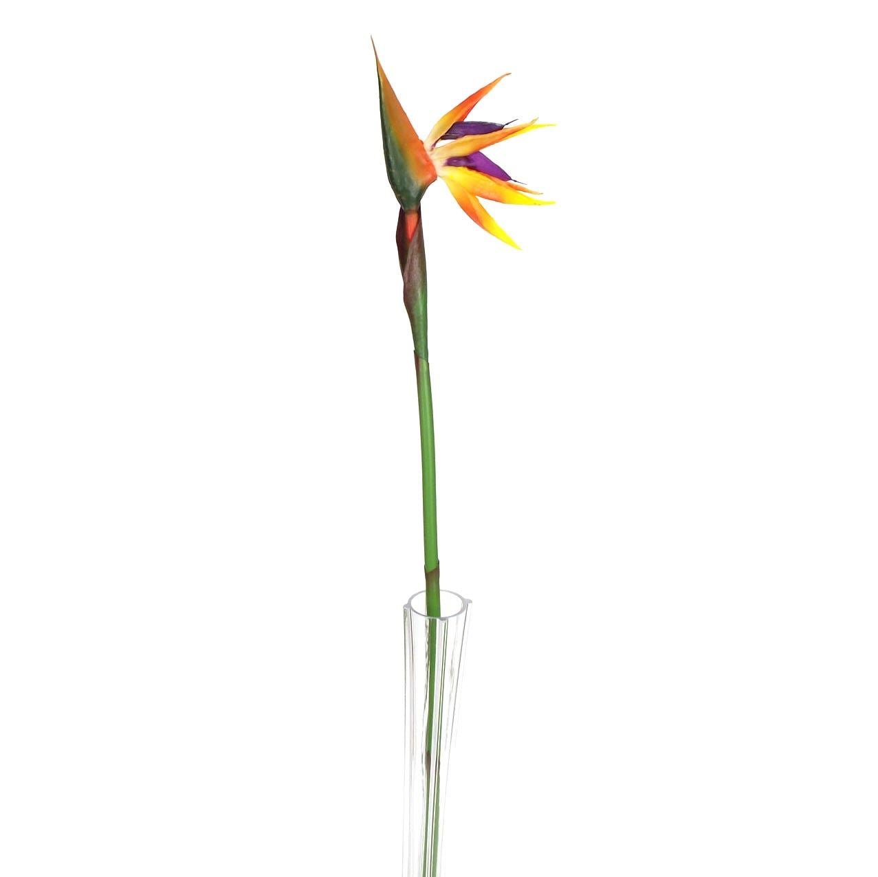 Large Bird of Paradise Tropical Flower