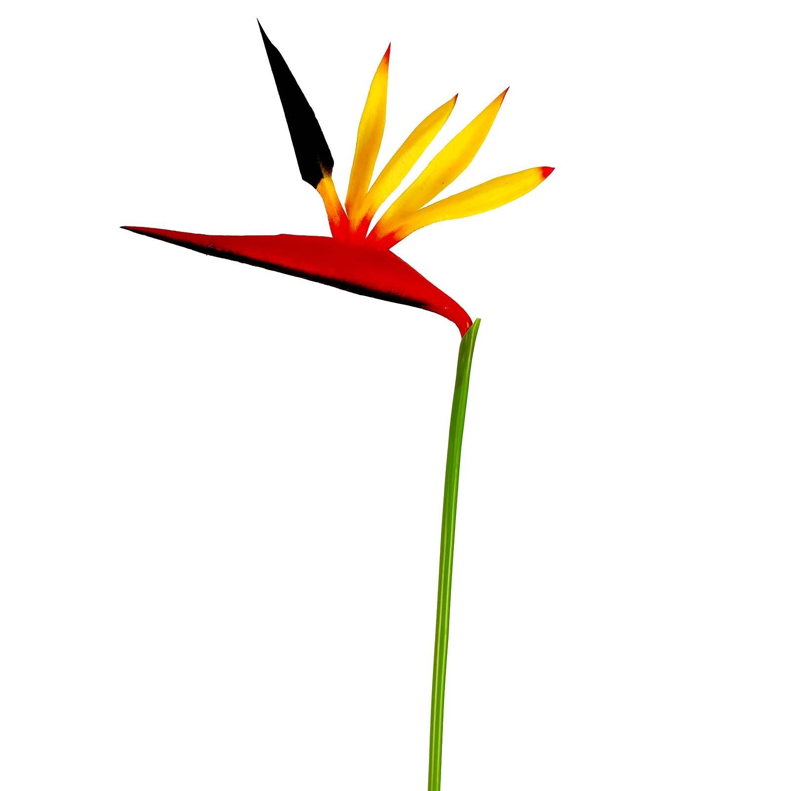 Eco Bird of Paradise Stem