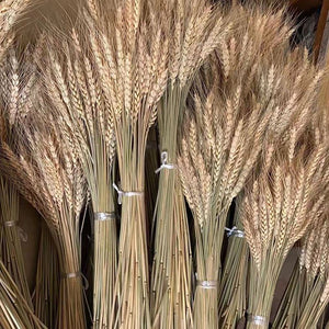 Bunch of Real Dried Wheat Stems