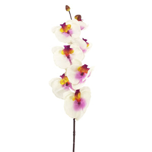 Long Stemmed Eco Orchid Stem
