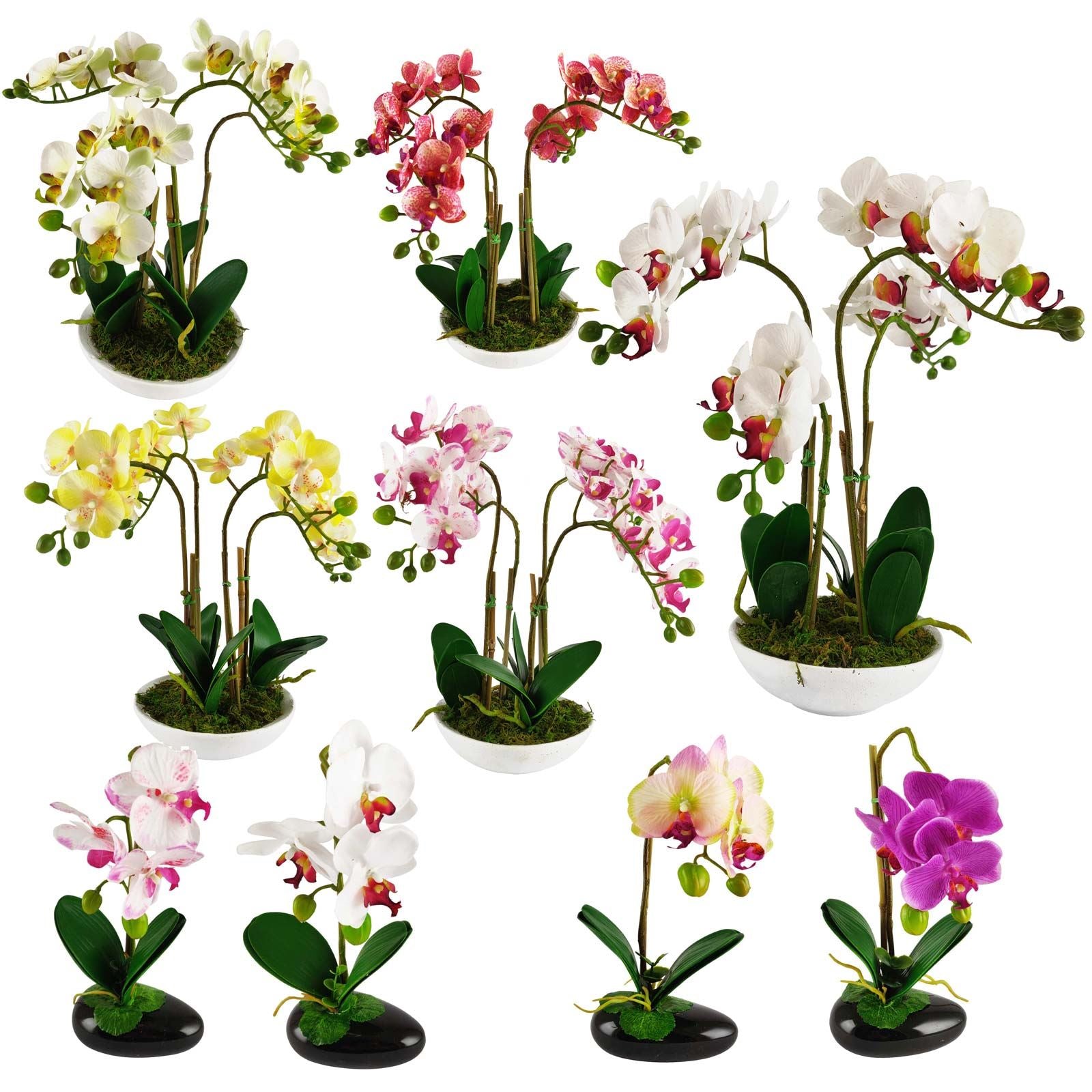 Pre-Potted Real Touch Orchid Plants