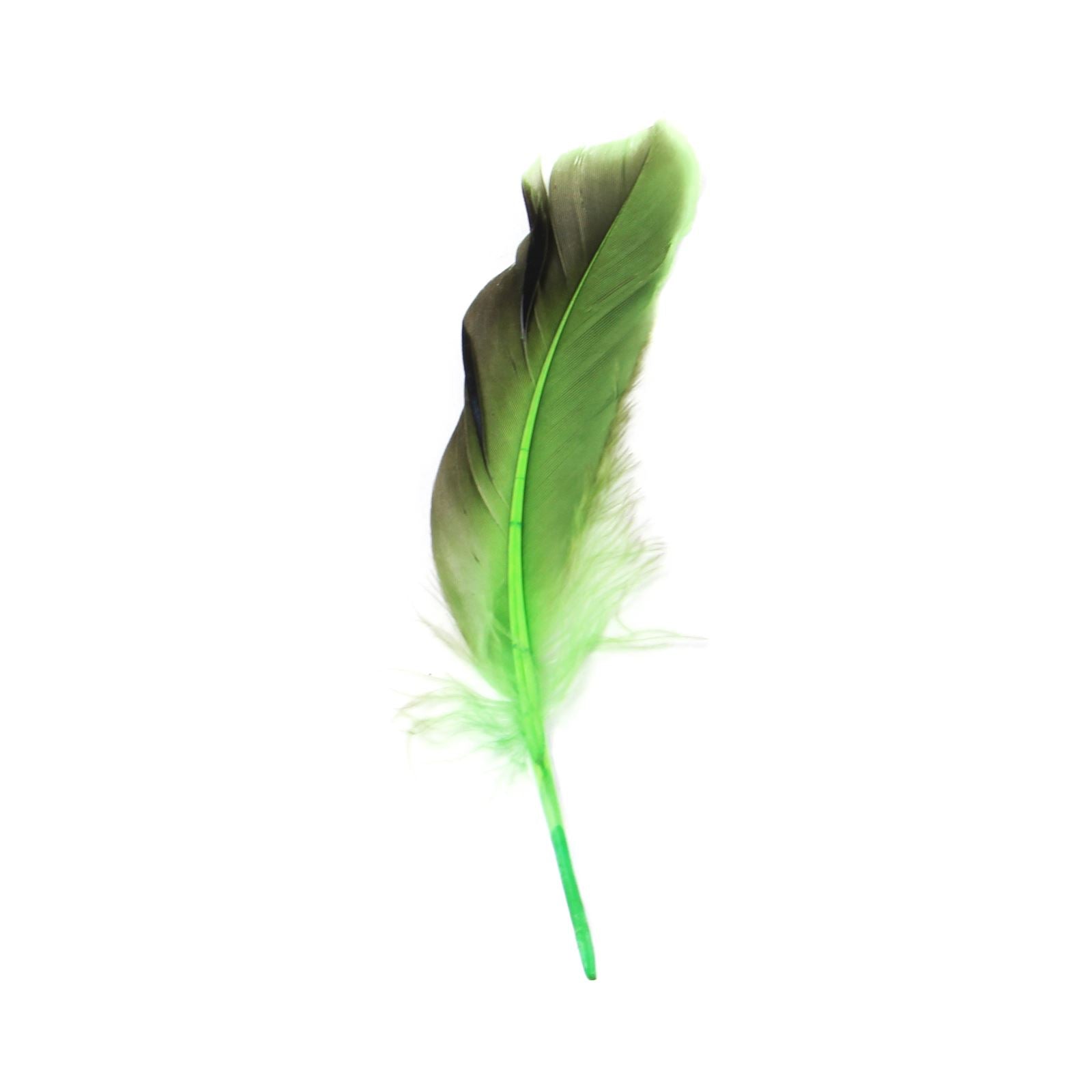 Two Toned Feathers