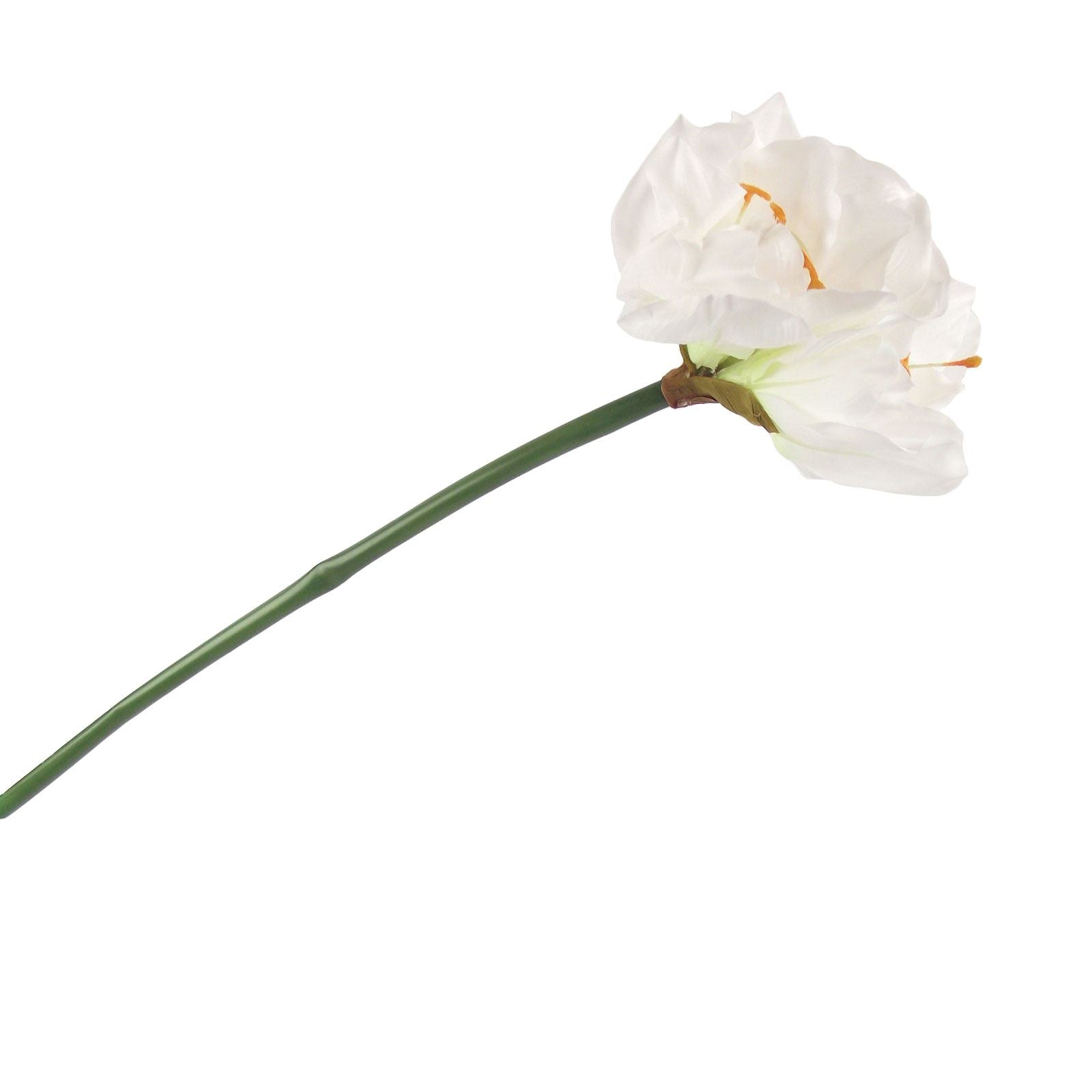 Large Amaryllis Flower Tropical Stem