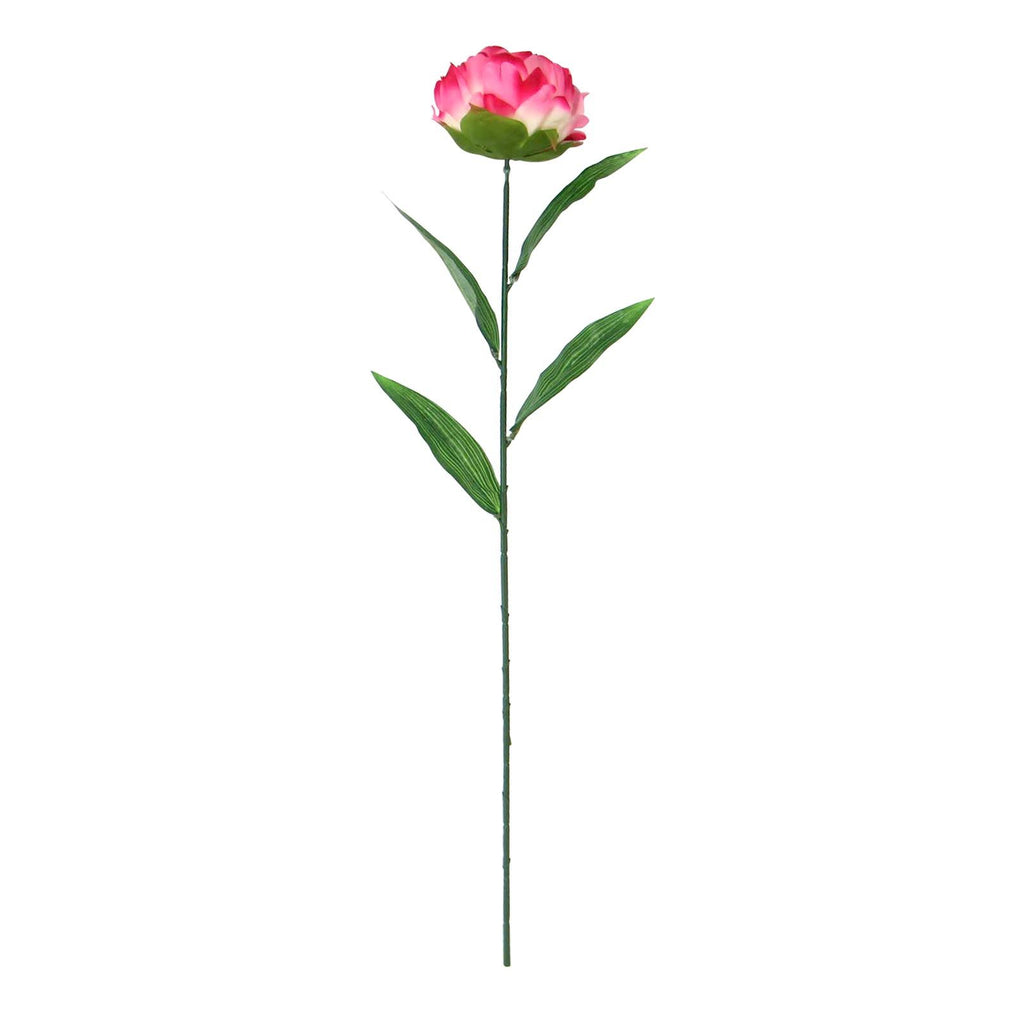 Single Large Peony