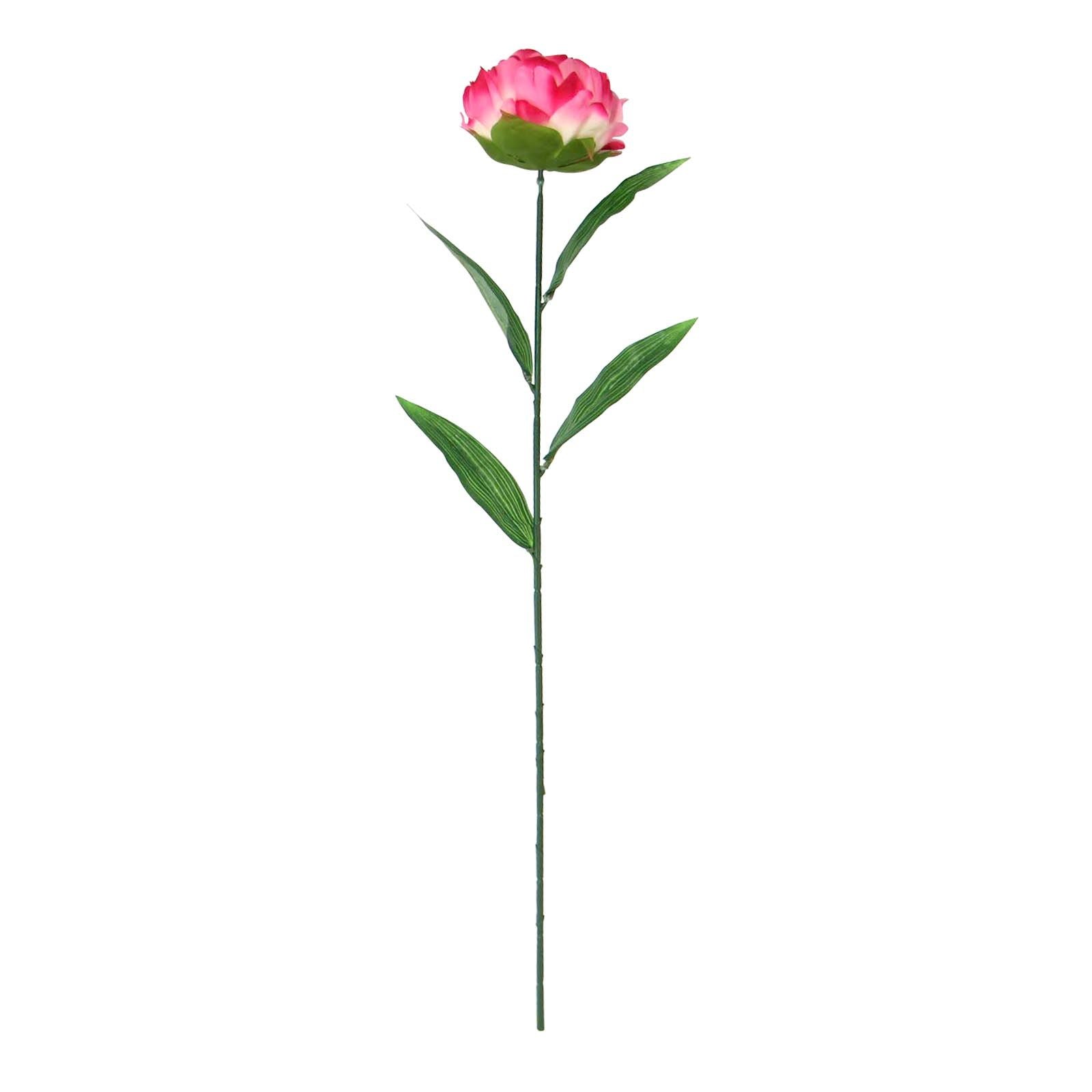 Single Large Peony