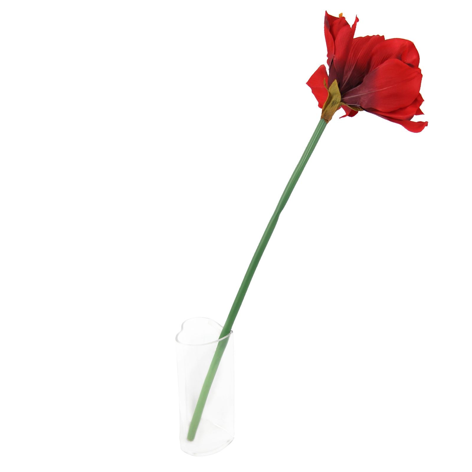 Large Amaryllis Flower Tropical Stem