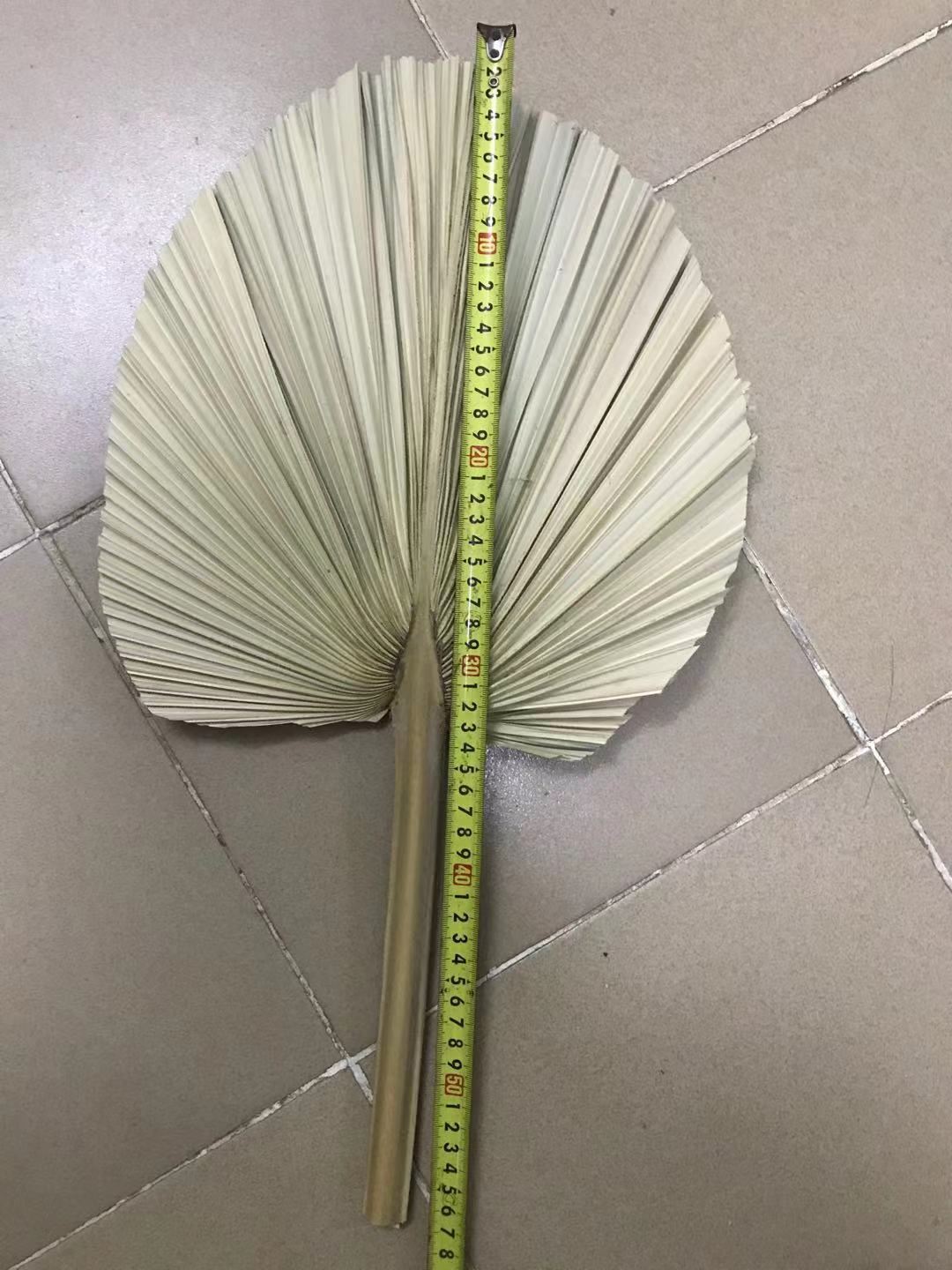 XL Natural Dried Palm Spears