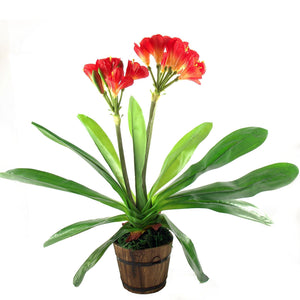 Large Tropical Flower Plant