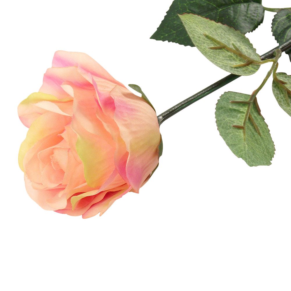 Premium Single Open Rose