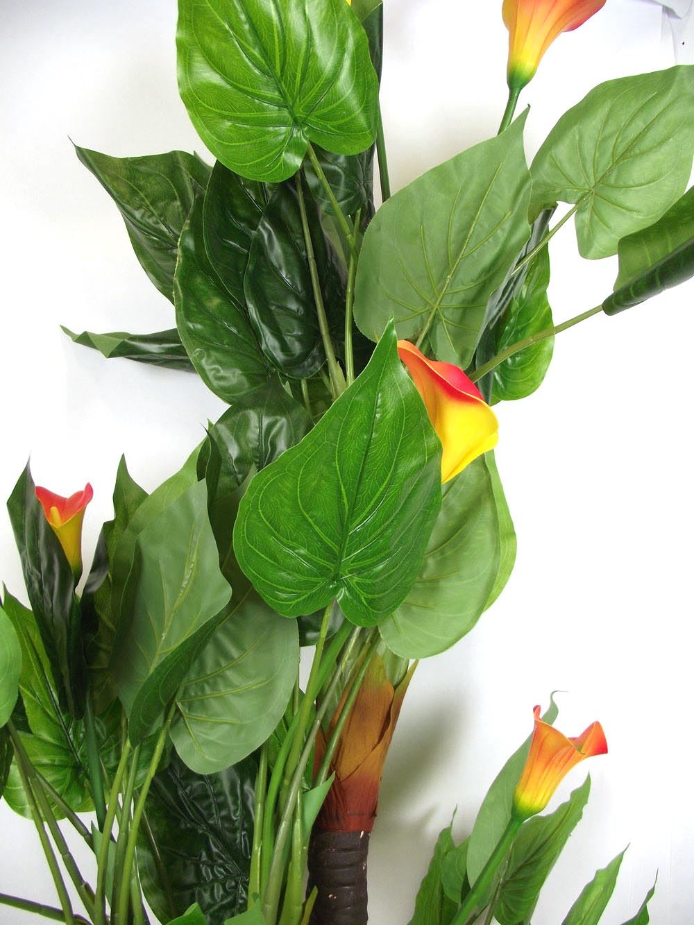 Large Tropical Calla Lily Tree