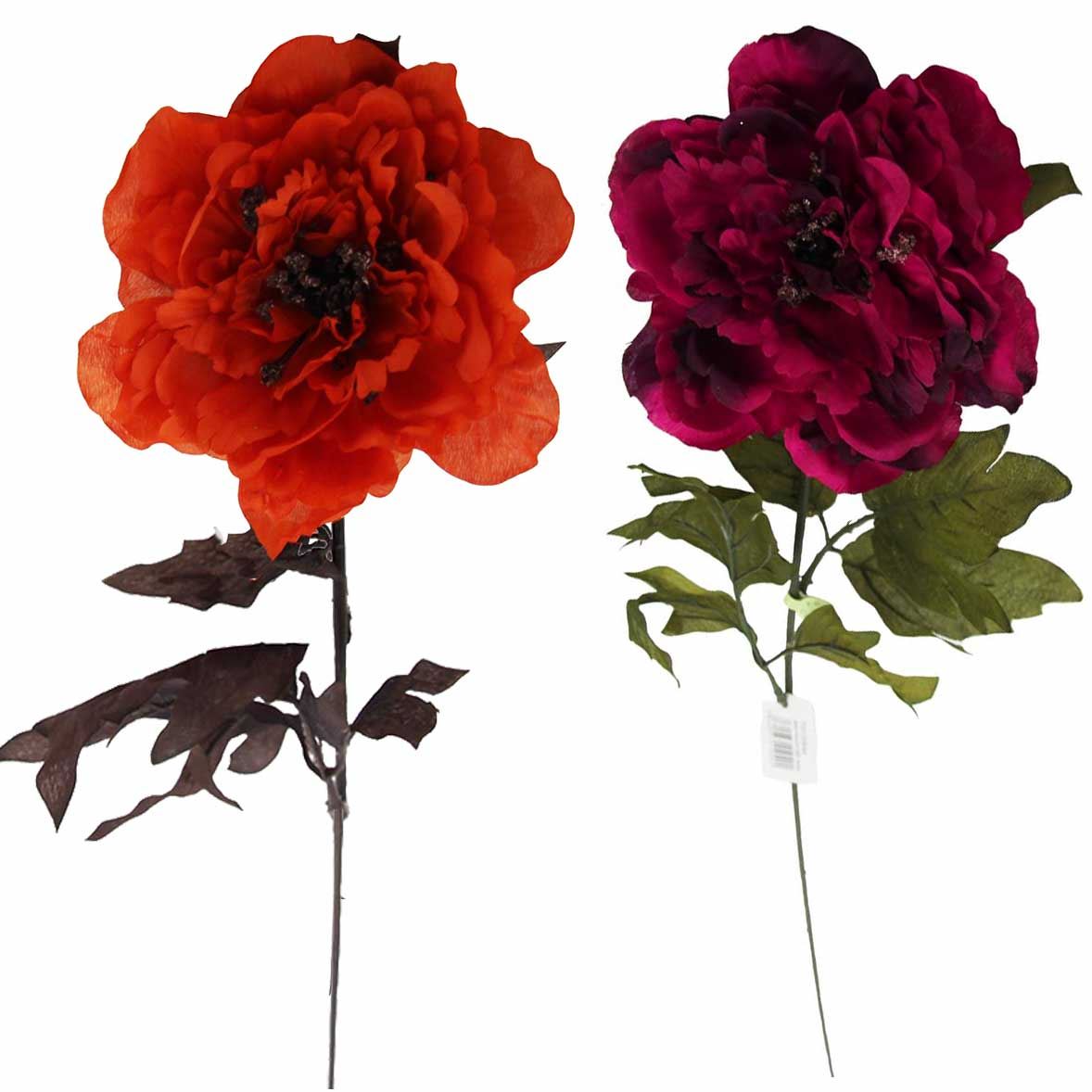Single Large Open Peony